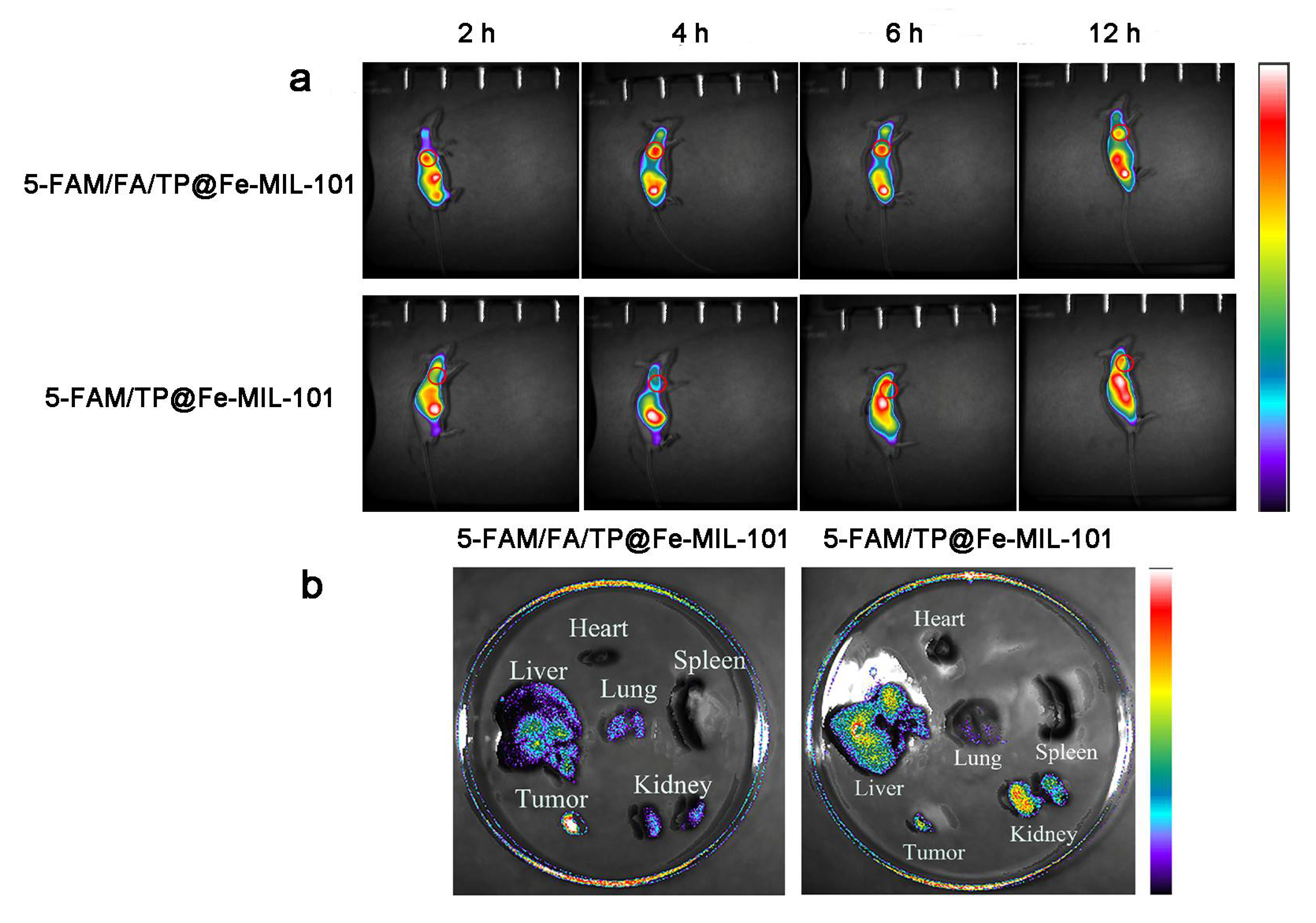 Pharmaceutics 13 01945 g007