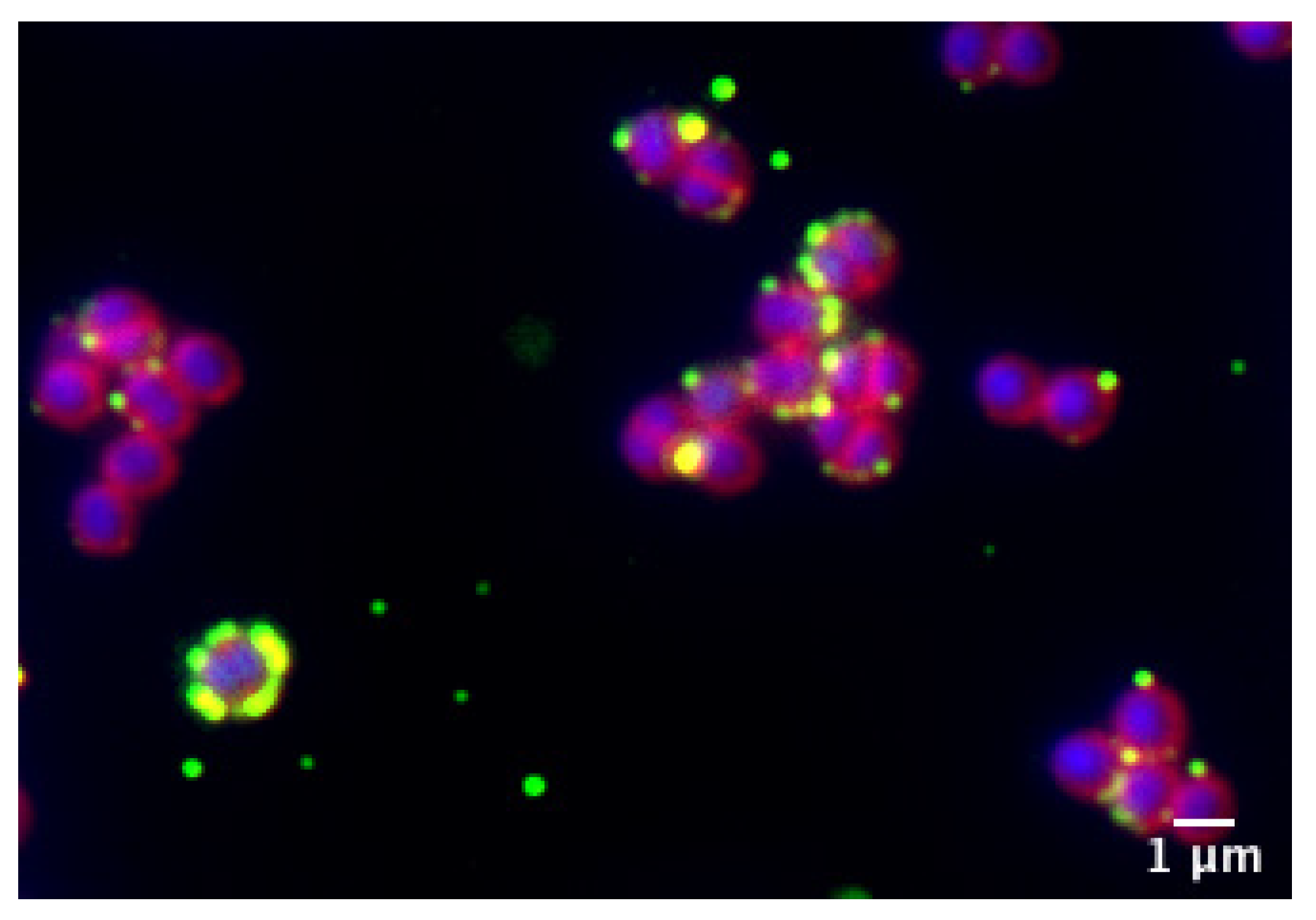 Pharmaceutics 13 01950 g011