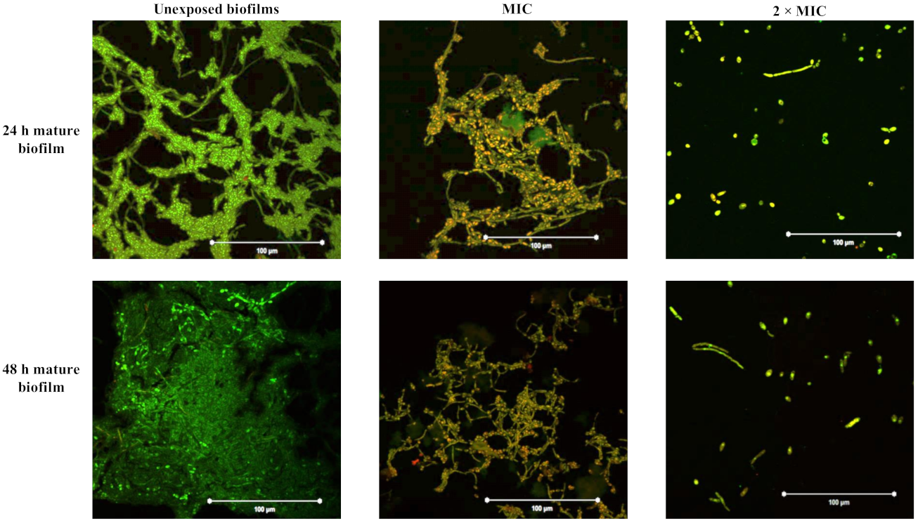Pharmaceutics 13 01957 g013