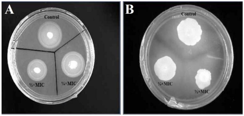 Pharmaceutics 13 01957 g014