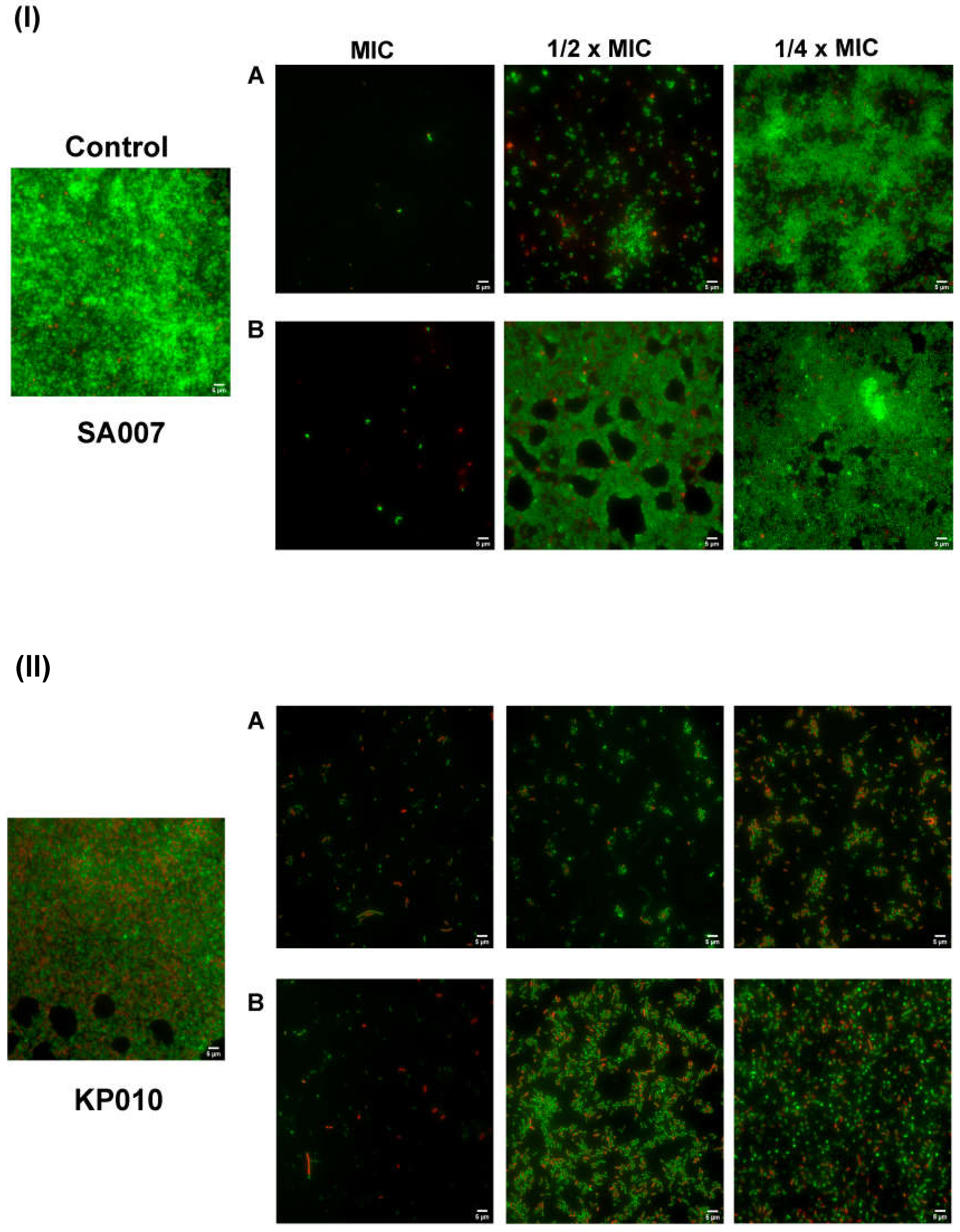 Pharmaceutics 13 01962 g002