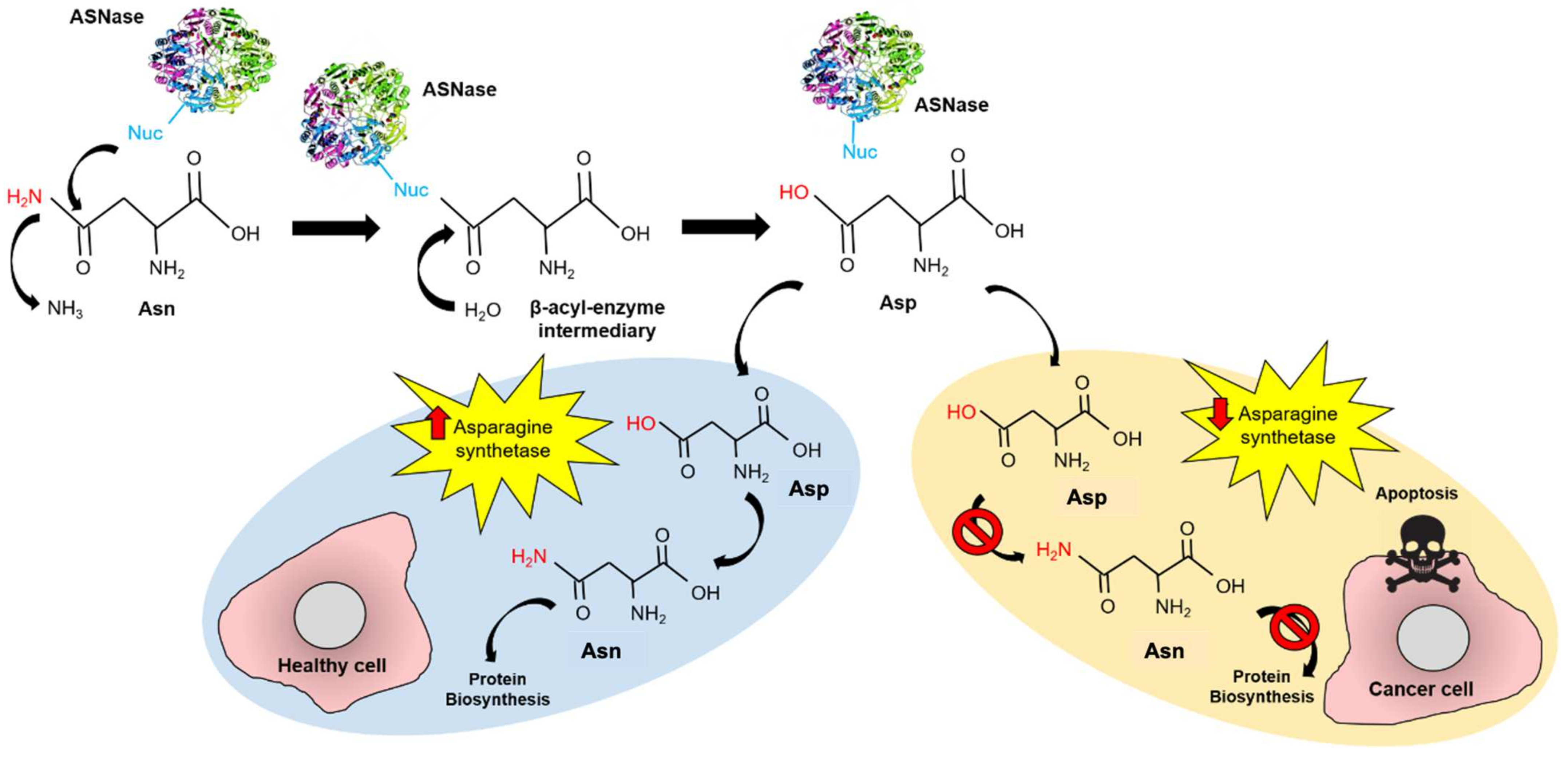 Pharmaceutics 13 01965 g001