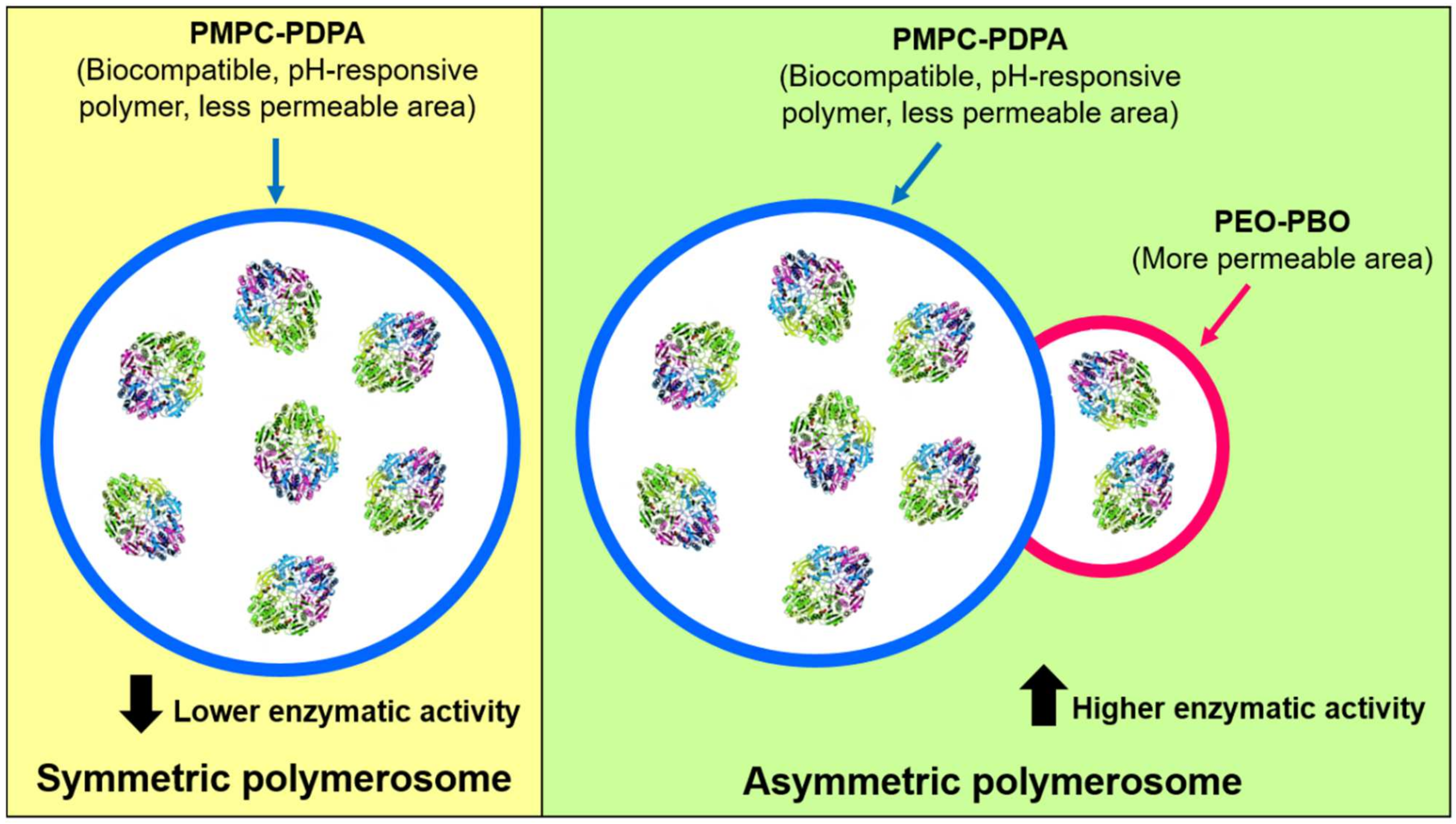 Pharmaceutics 13 01965 g005