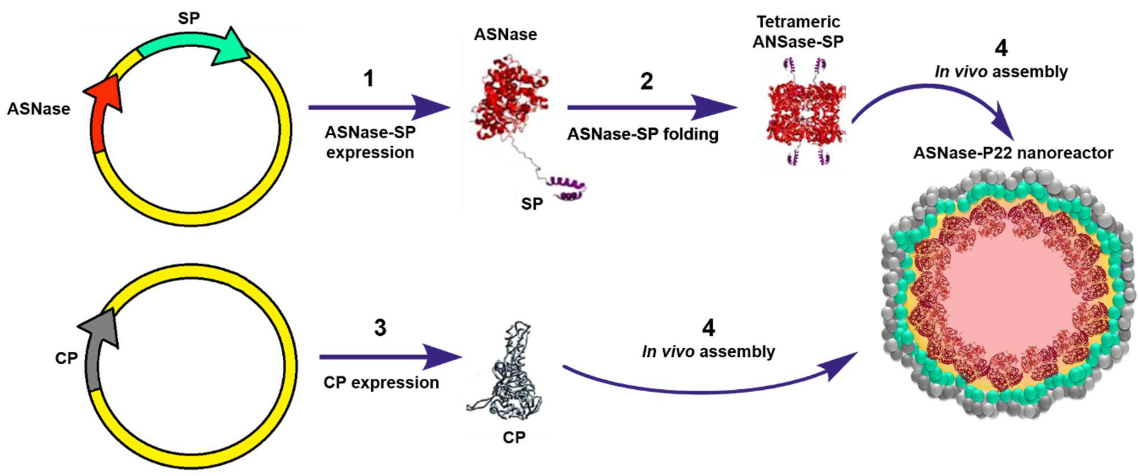 Pharmaceutics 13 01965 g008