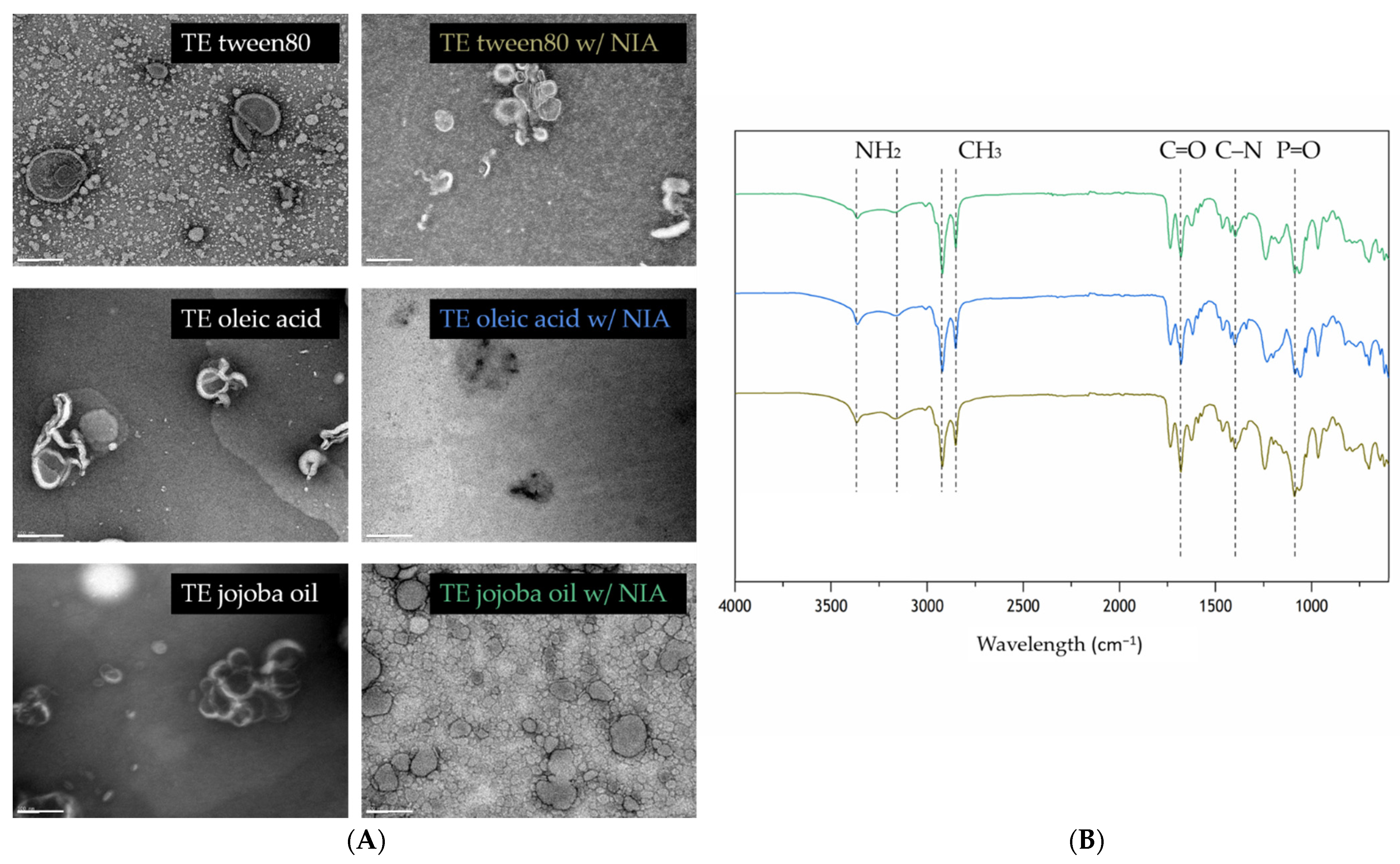 Pharmaceutics 13 01968 g002