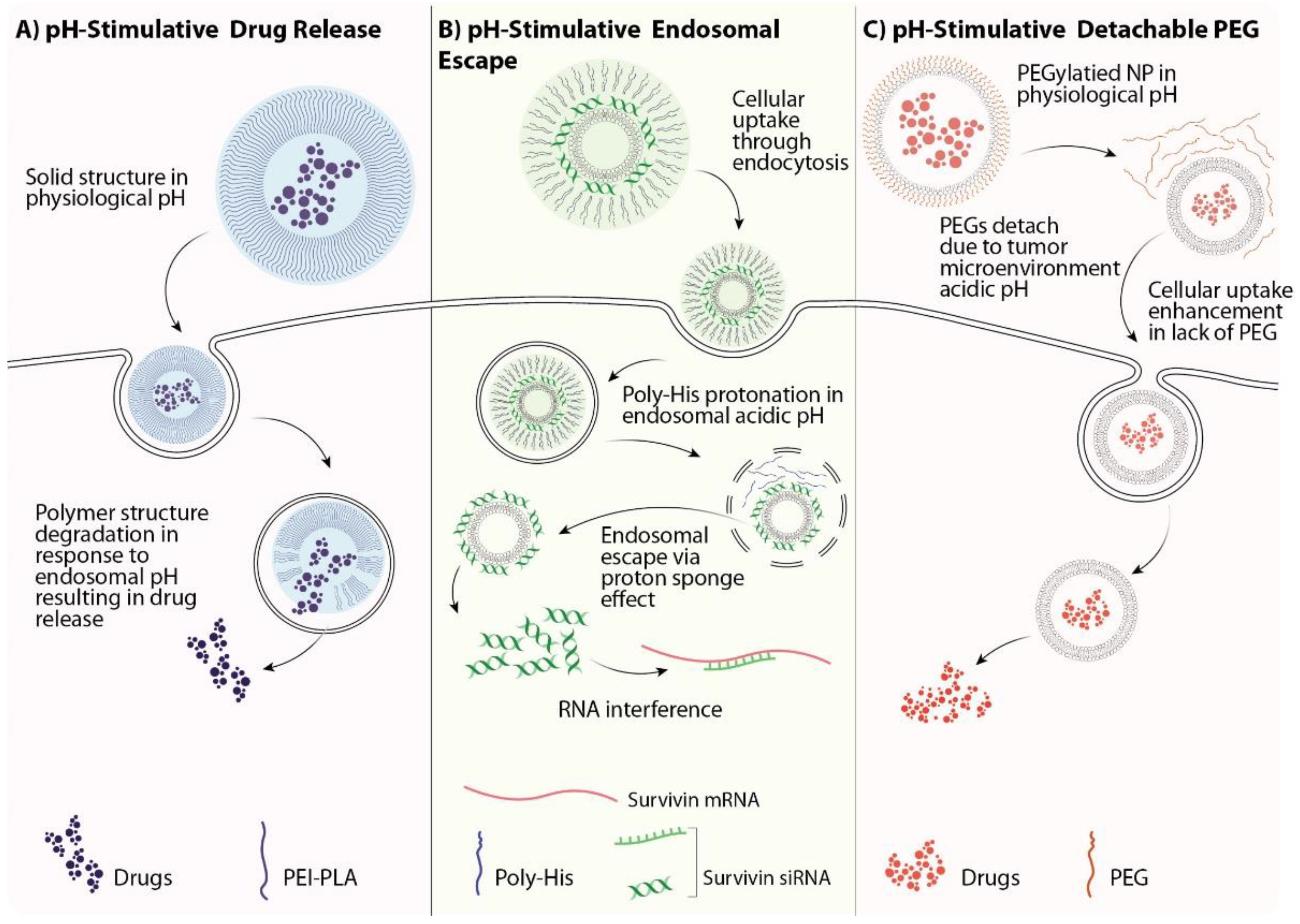 Pharmaceutics 13 01972 g005