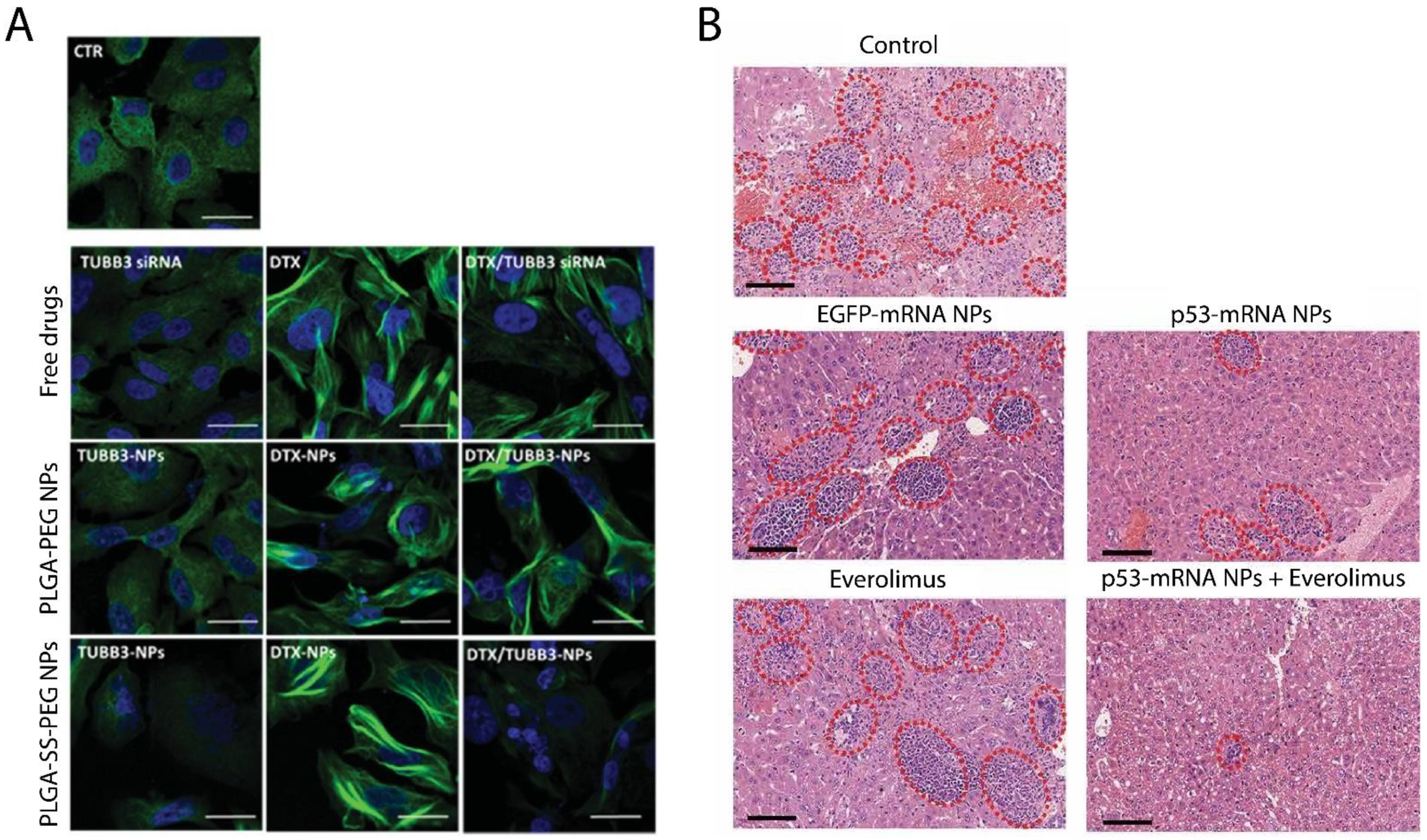 Pharmaceutics 13 01972 g008