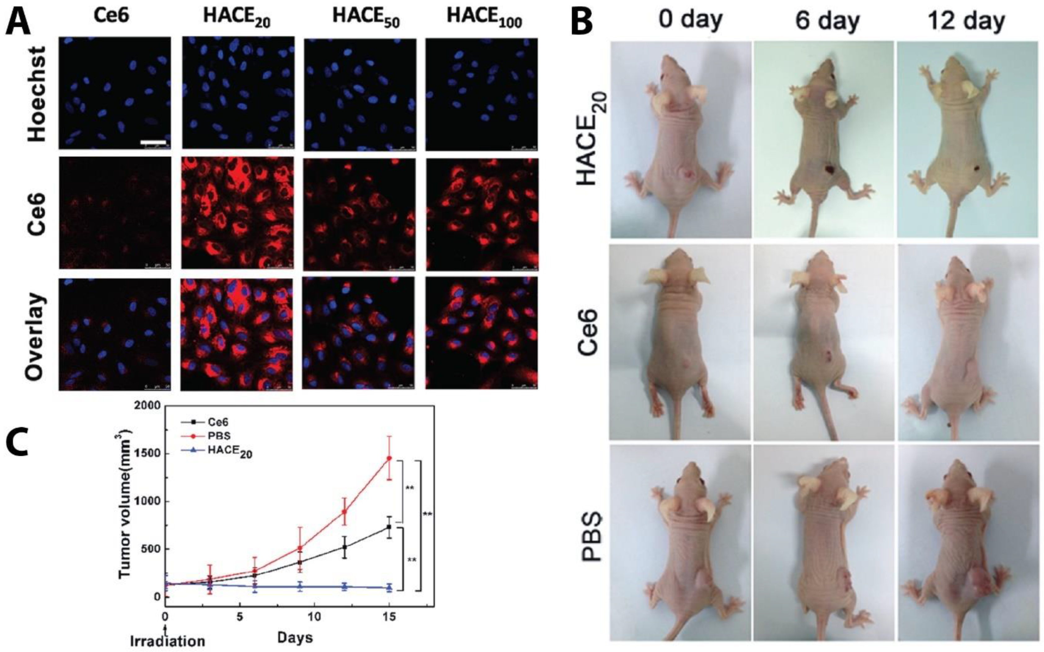 Pharmaceutics 13 01972 g012