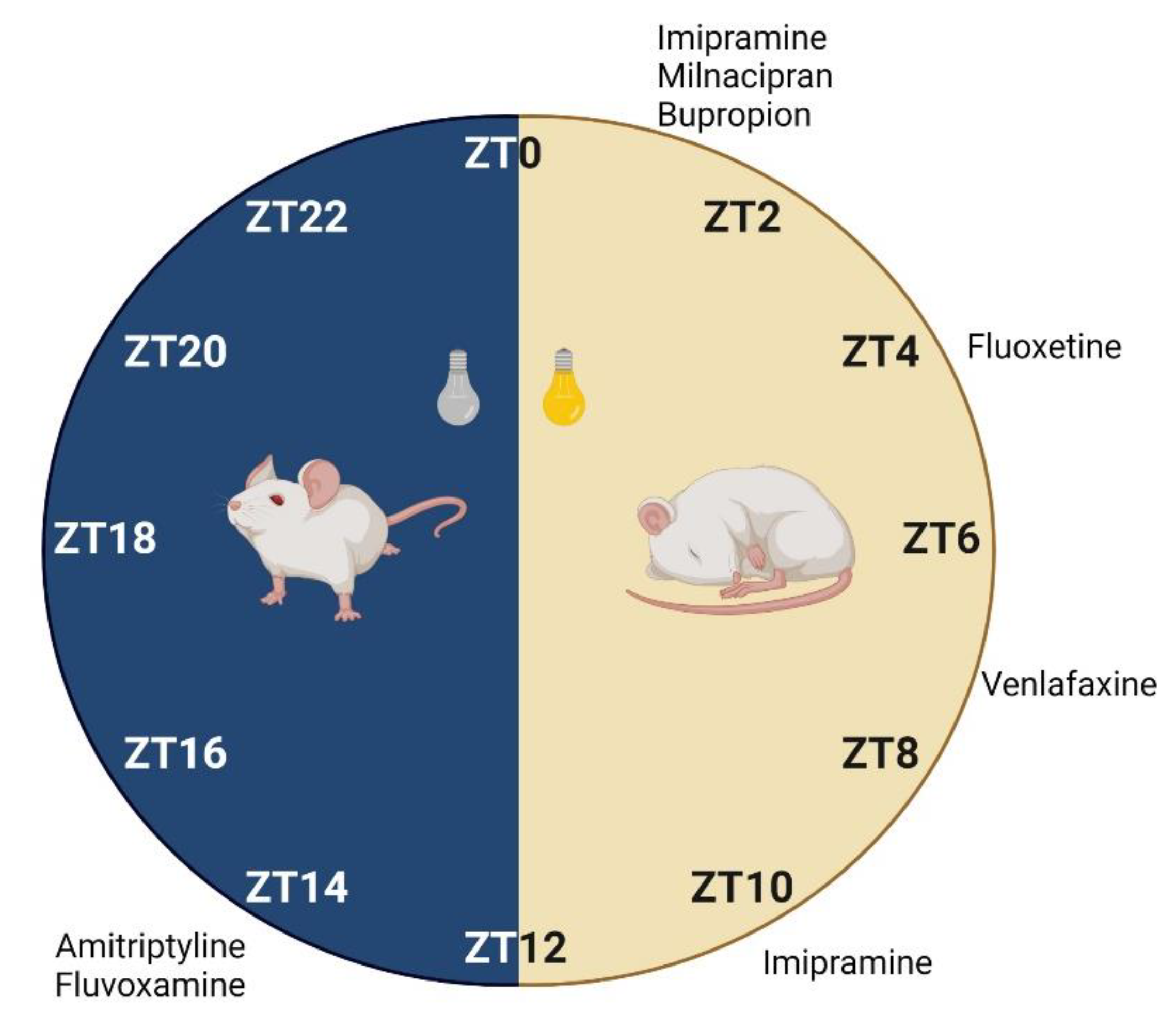 Pharmaceutics 13 01975 g003