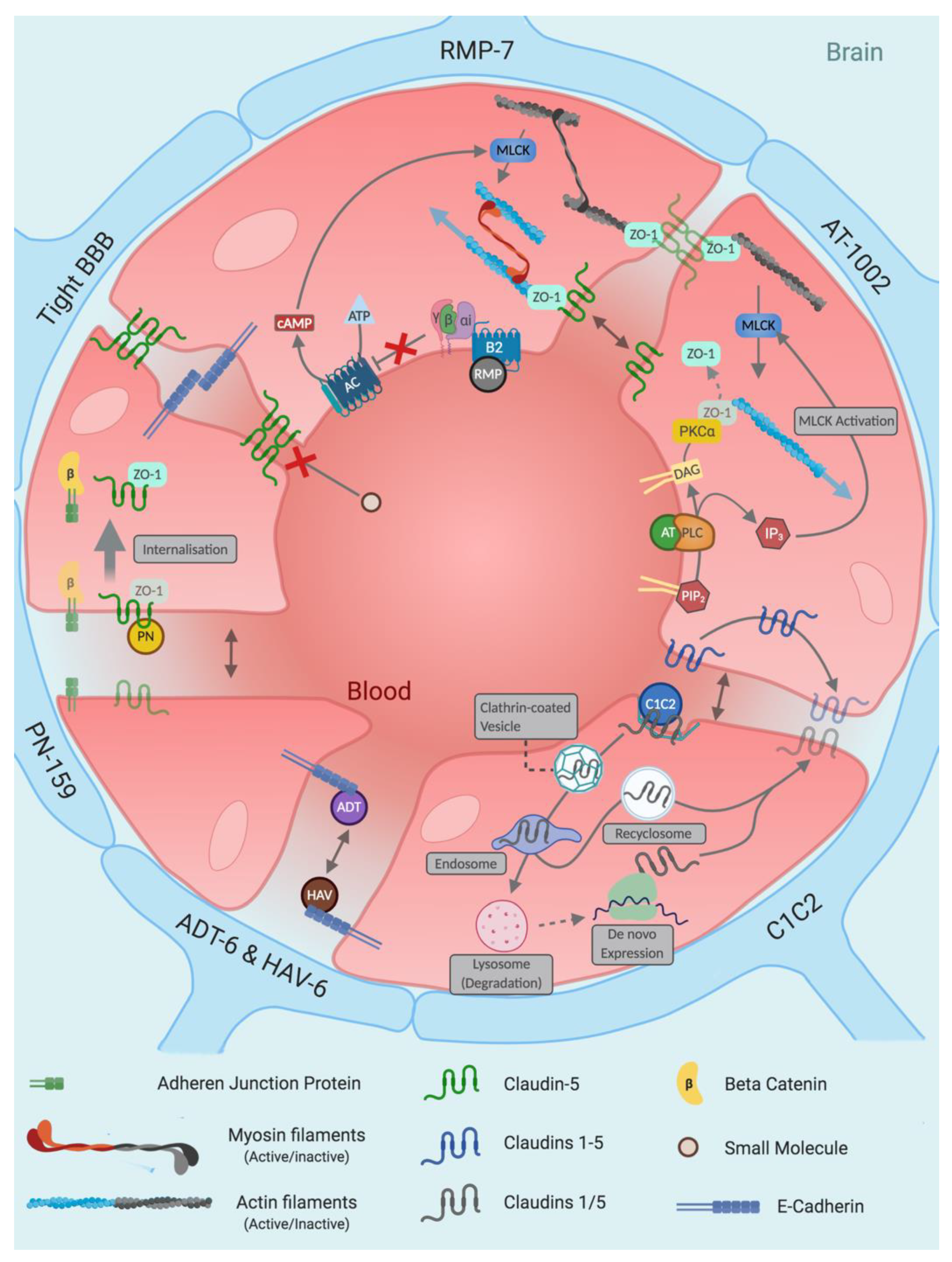 Pharmaceutics 13 01980 g005