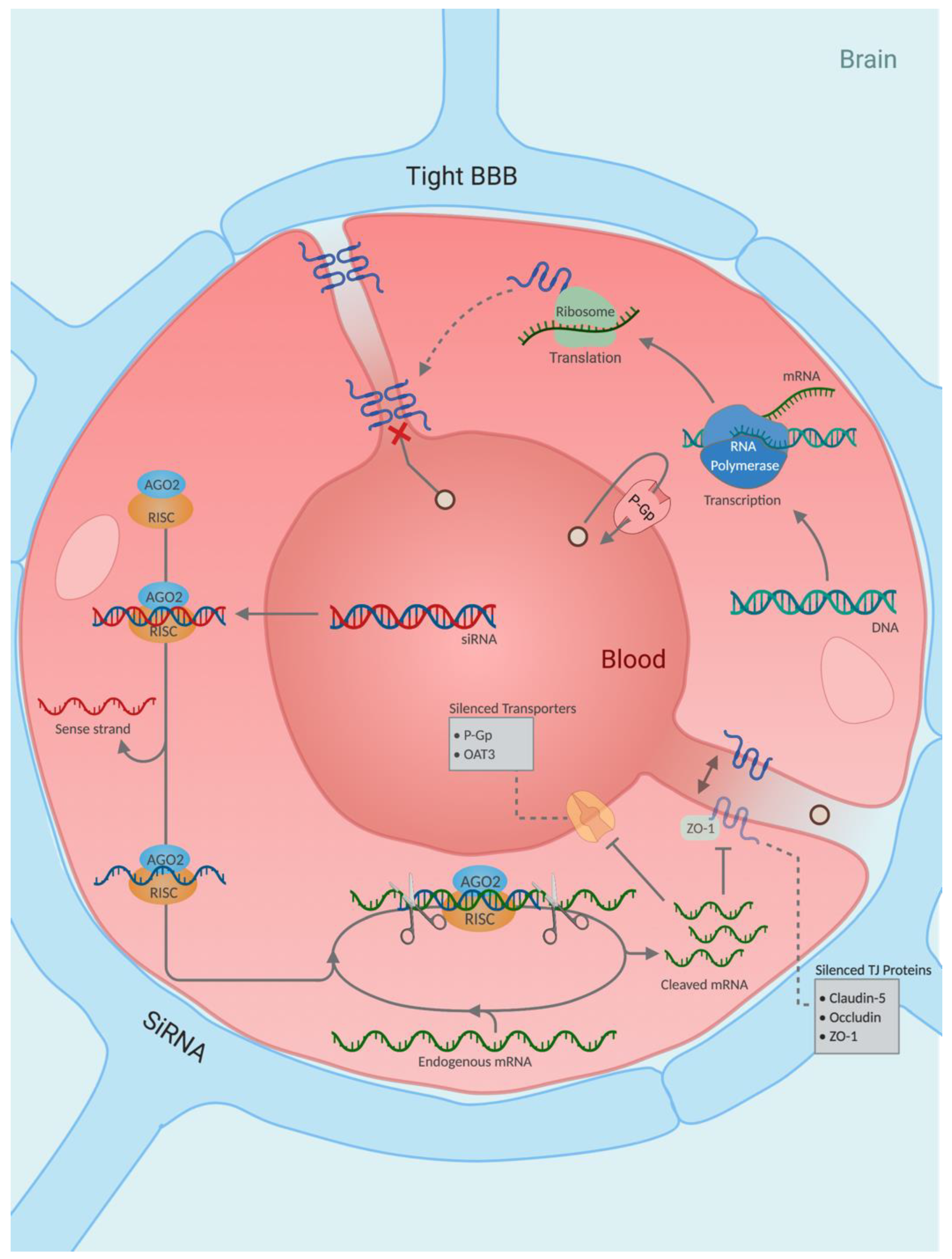 Pharmaceutics 13 01980 g006