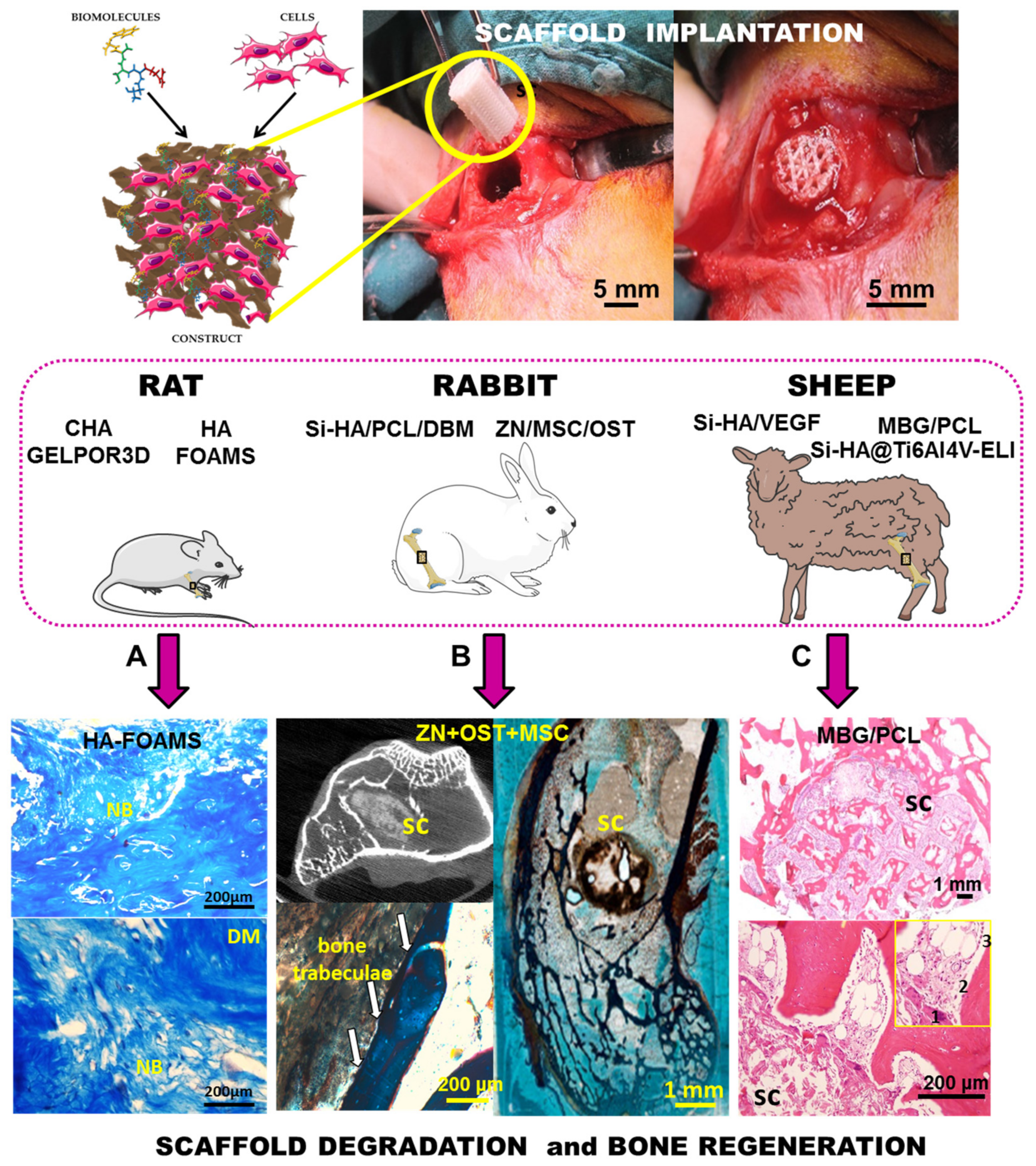 Pharmaceutics 13 01981 g008