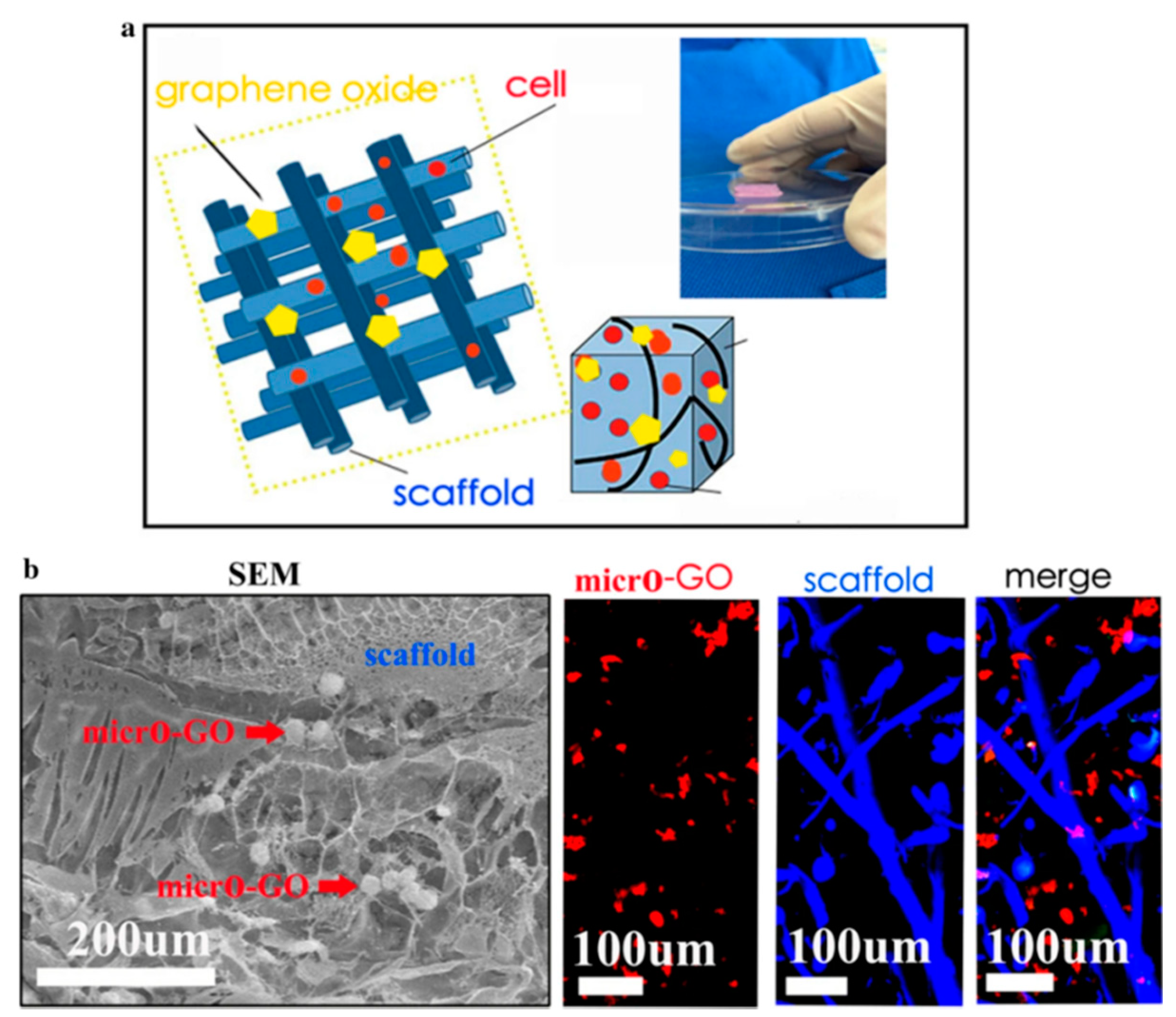 Pharmaceutics 13 01994 g003
