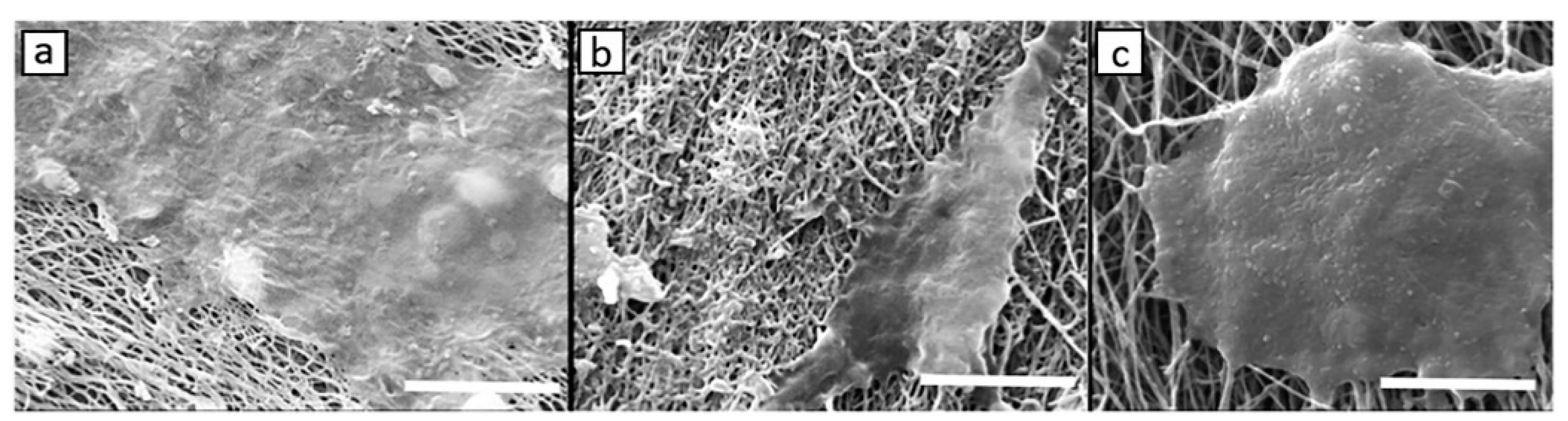 Pharmaceutics 13 01994 g007