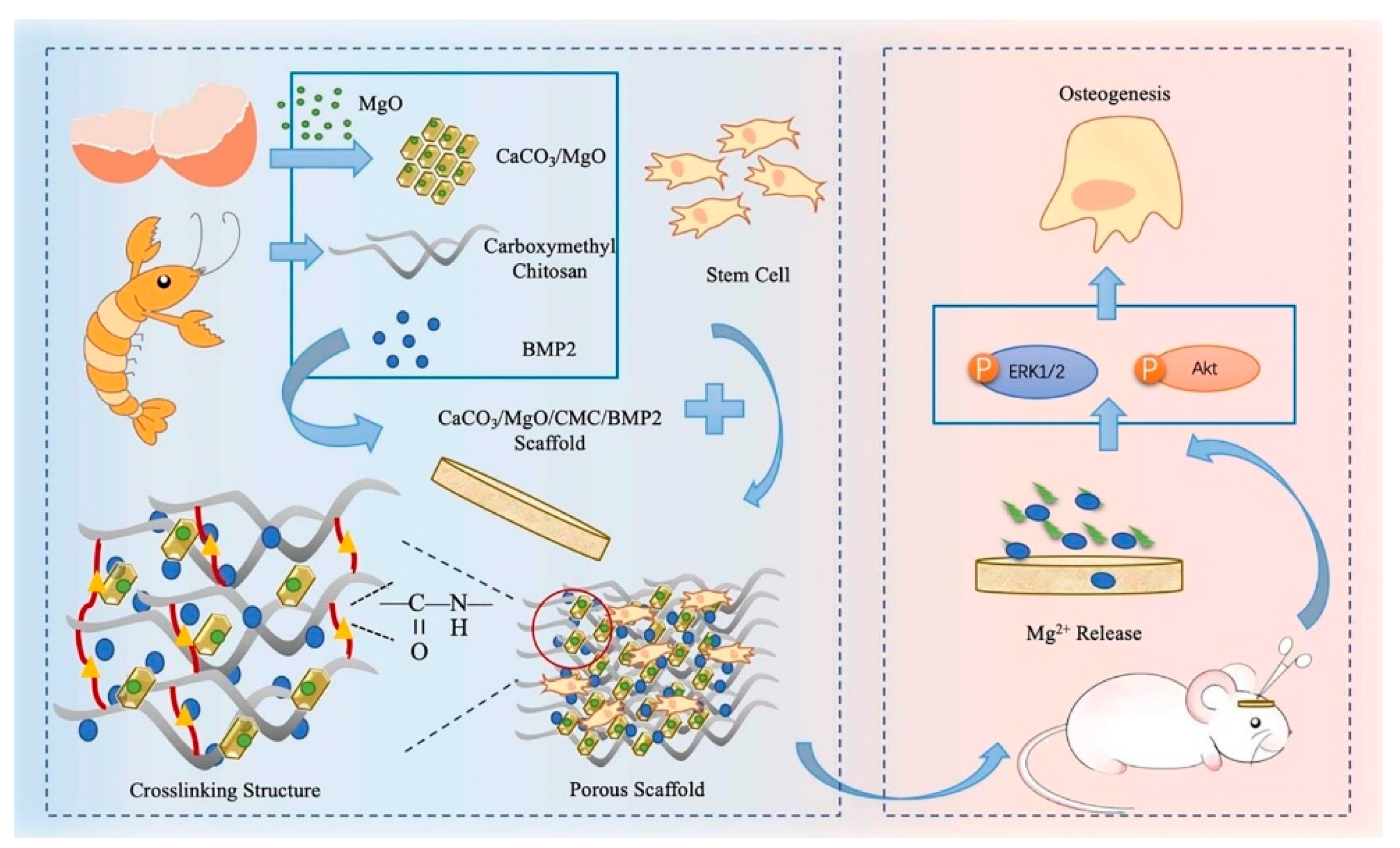 Pharmaceutics 13 01994 g008