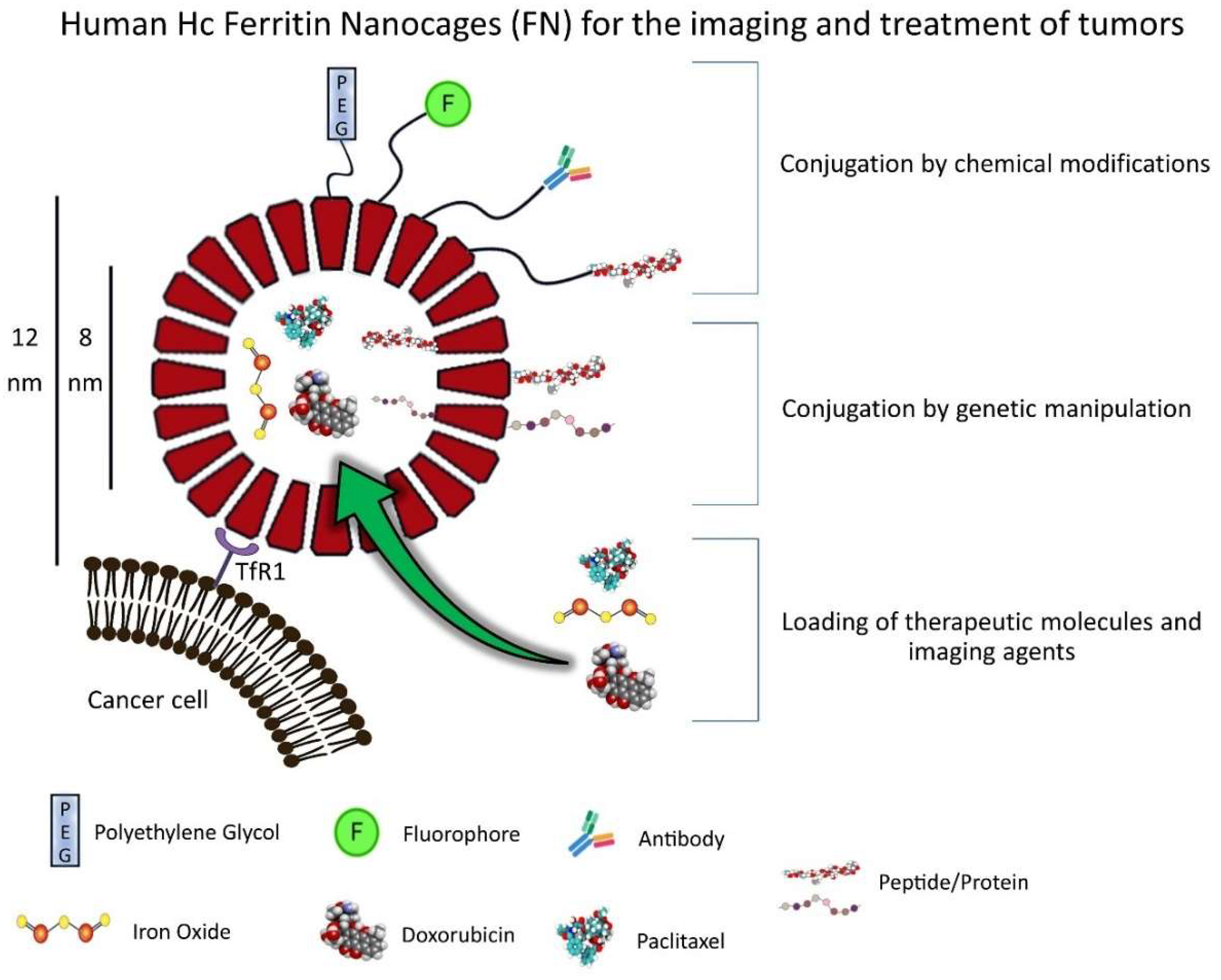 Pharmaceutics 13 02000 g001