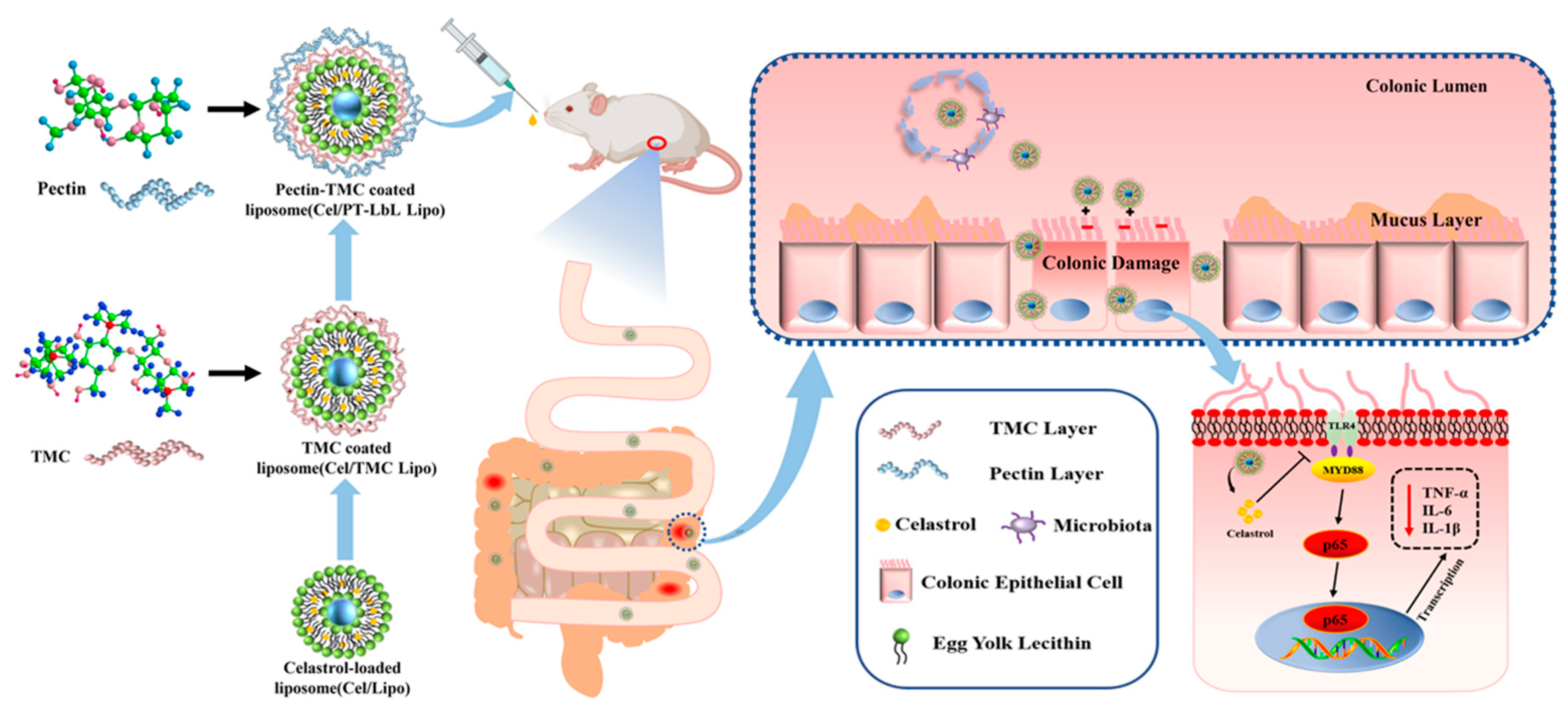 Pharmaceutics 13 02005 sch001