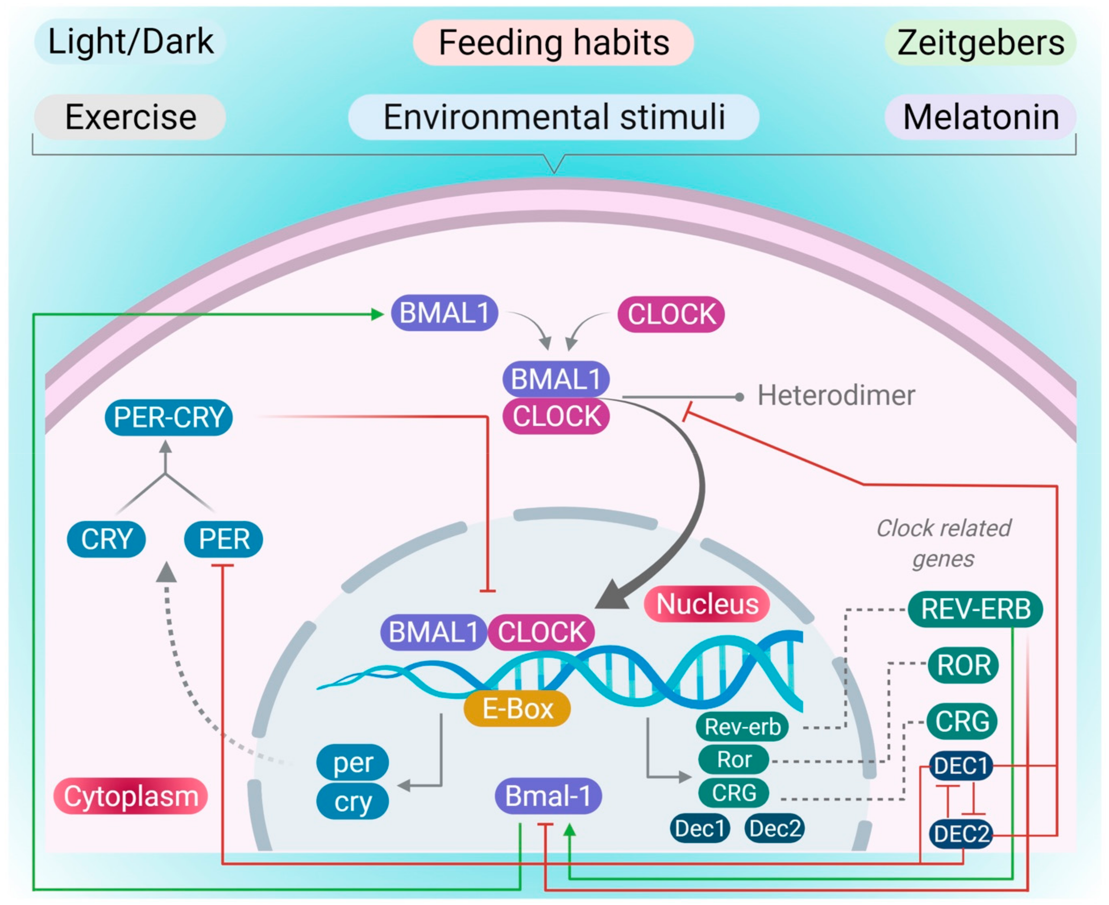 Pharmaceutics 13 02008 g001