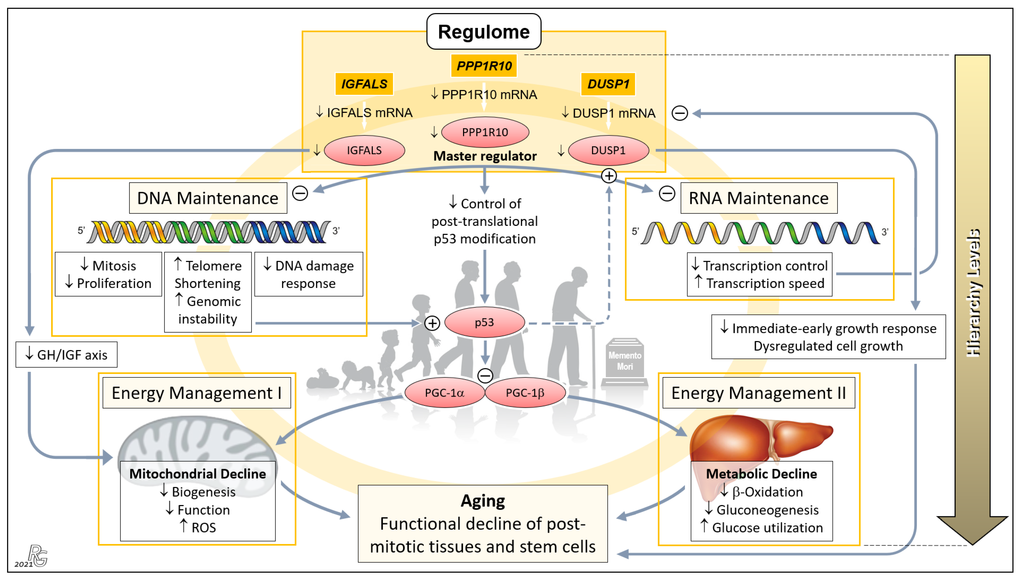 Pharmaceutics 13 02009 g004