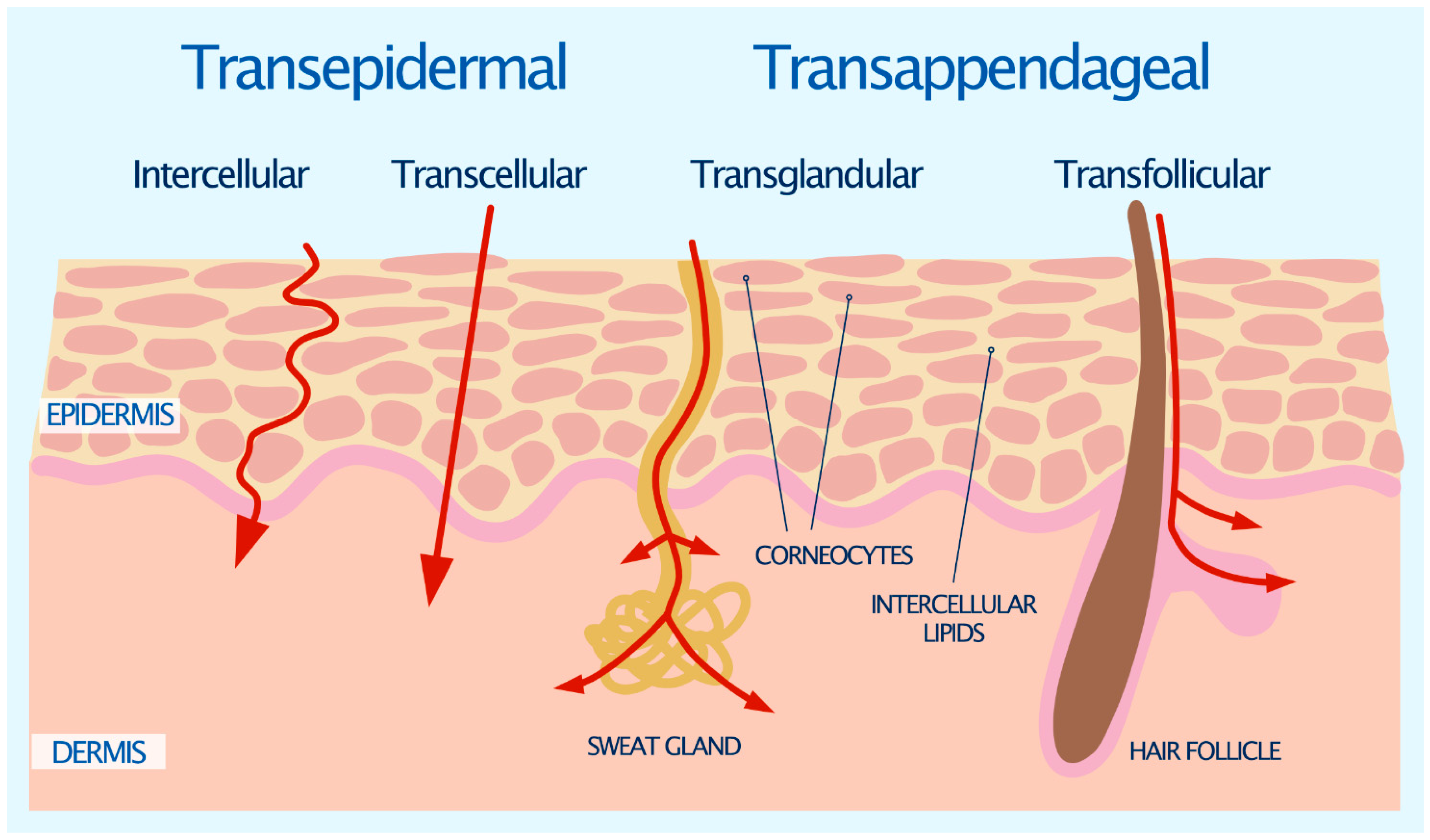 Pharmaceutics 13 02012 g001