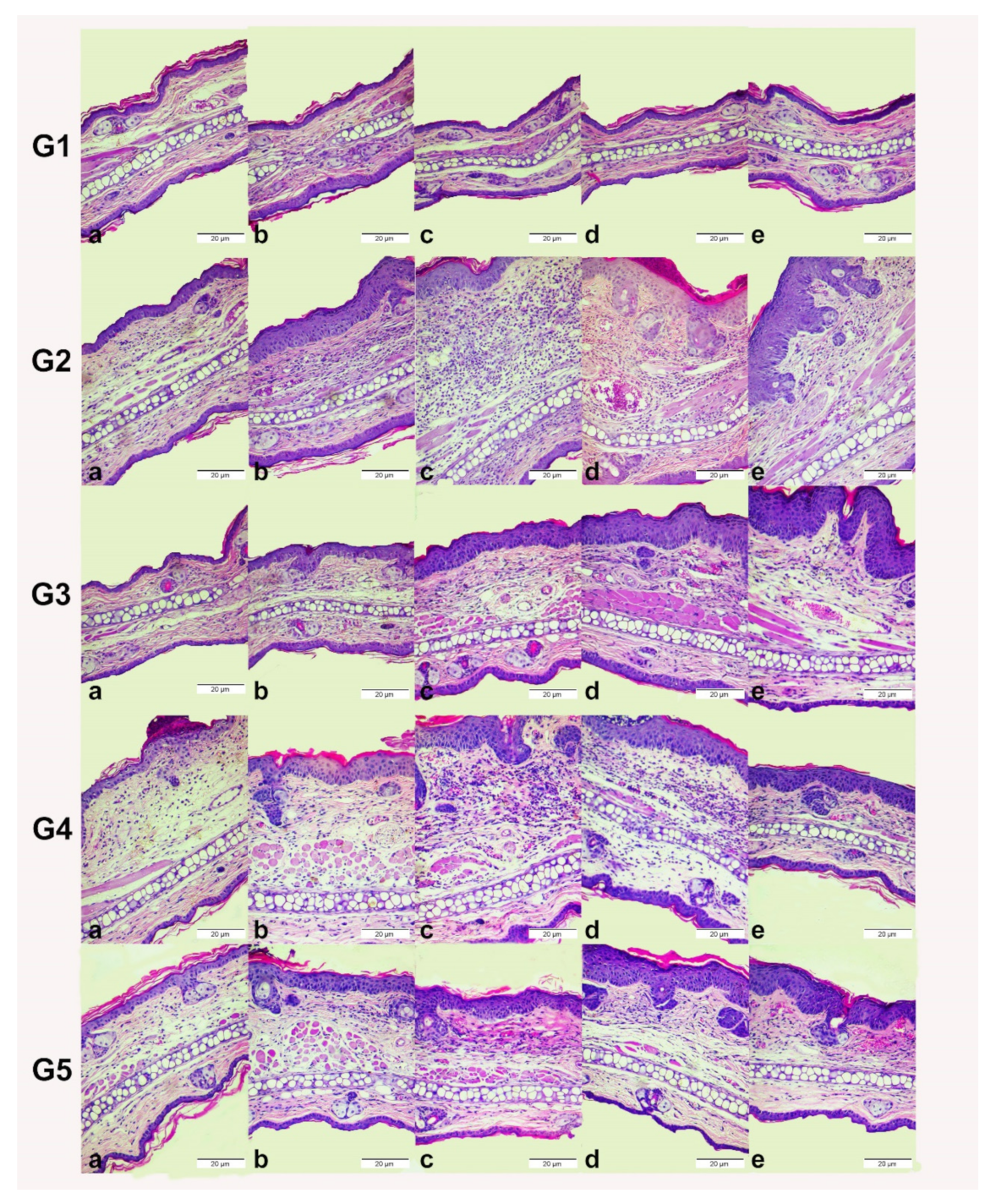 Pharmaceutics 13 02013 g010