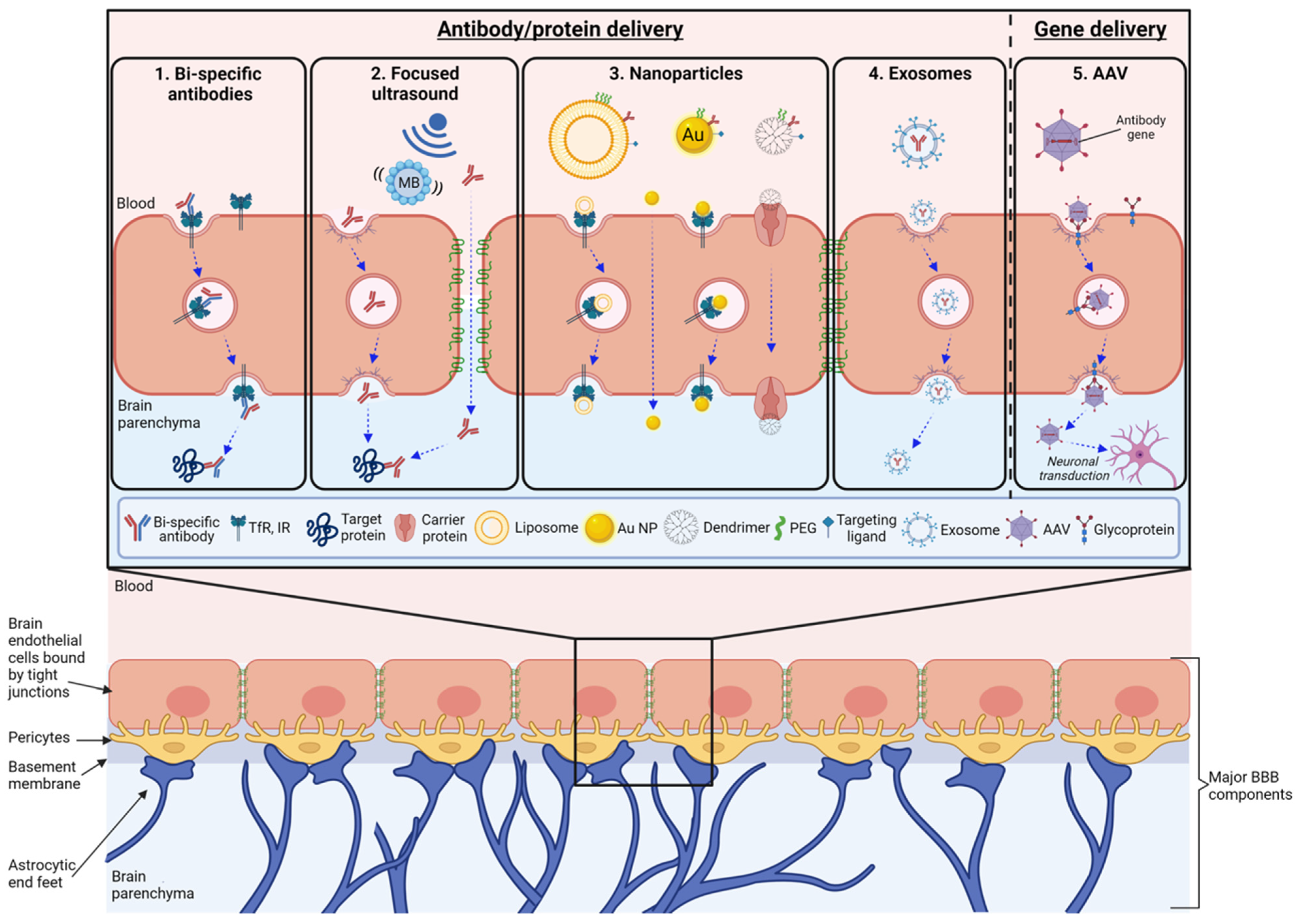 Pharmaceutics 13 02014 g001