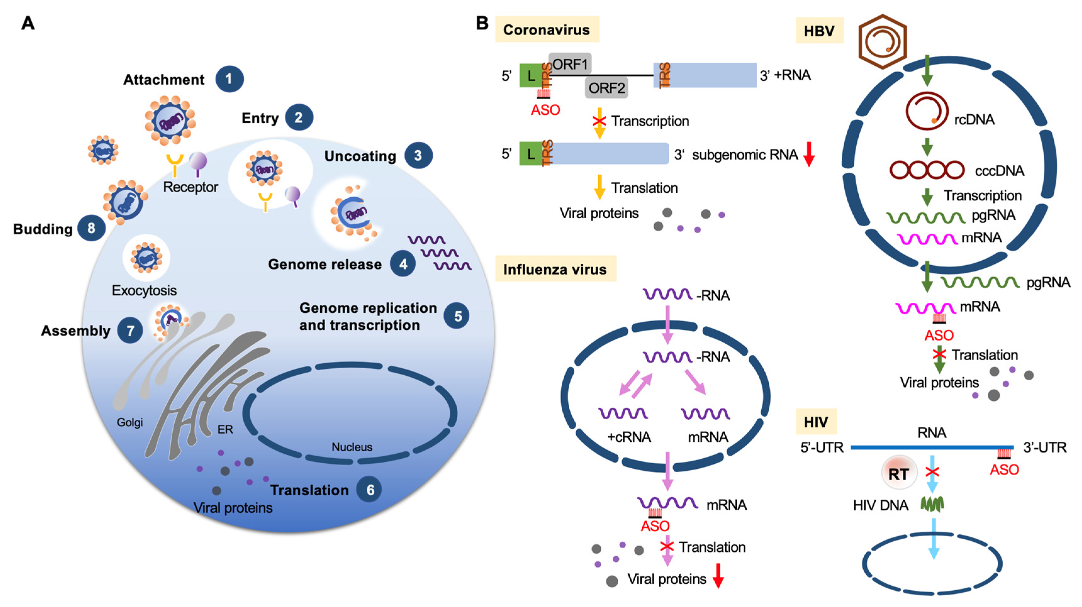 Pharmaceutics 13 02015 g003