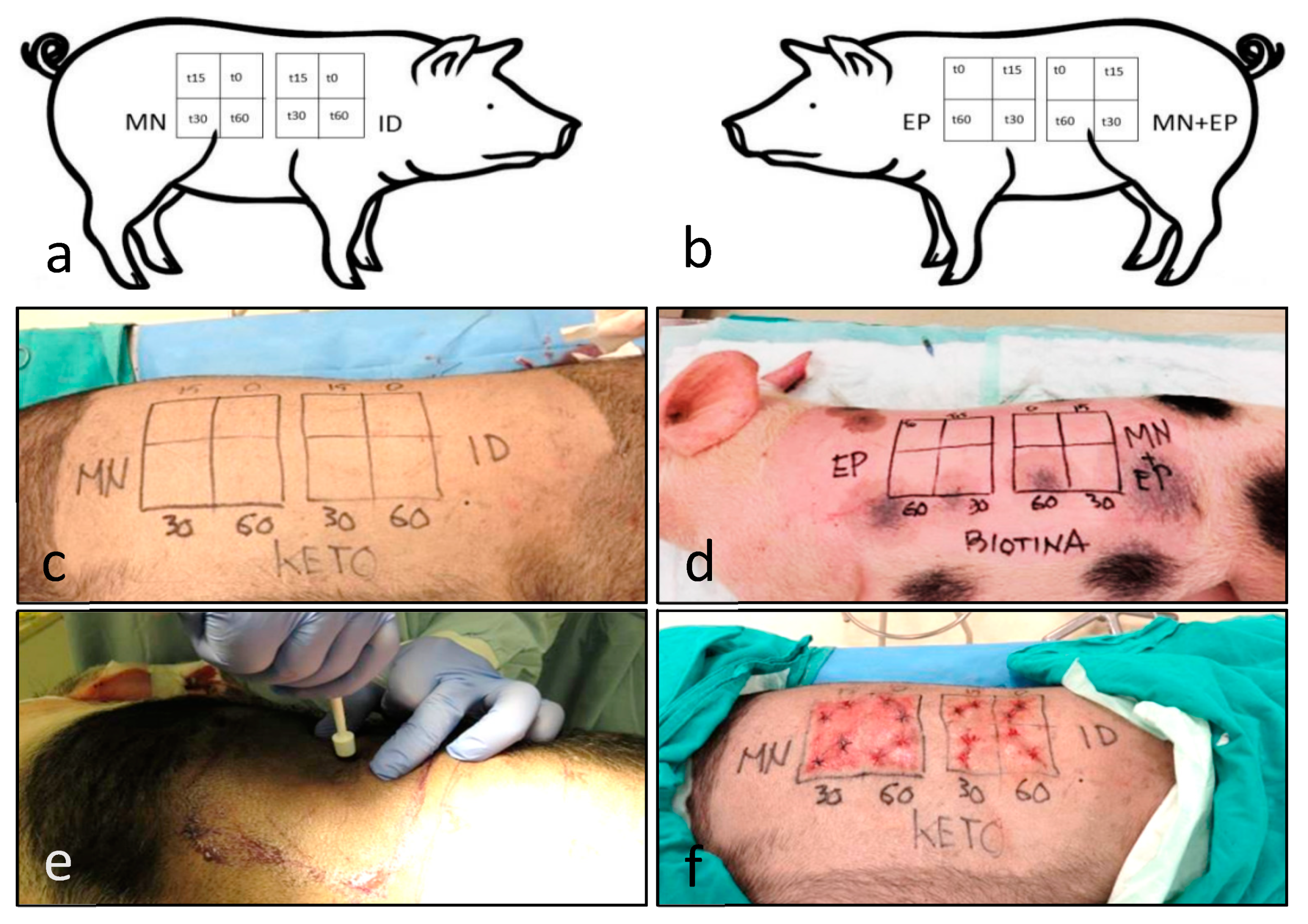 Pharmaceutics 13 02016 g001