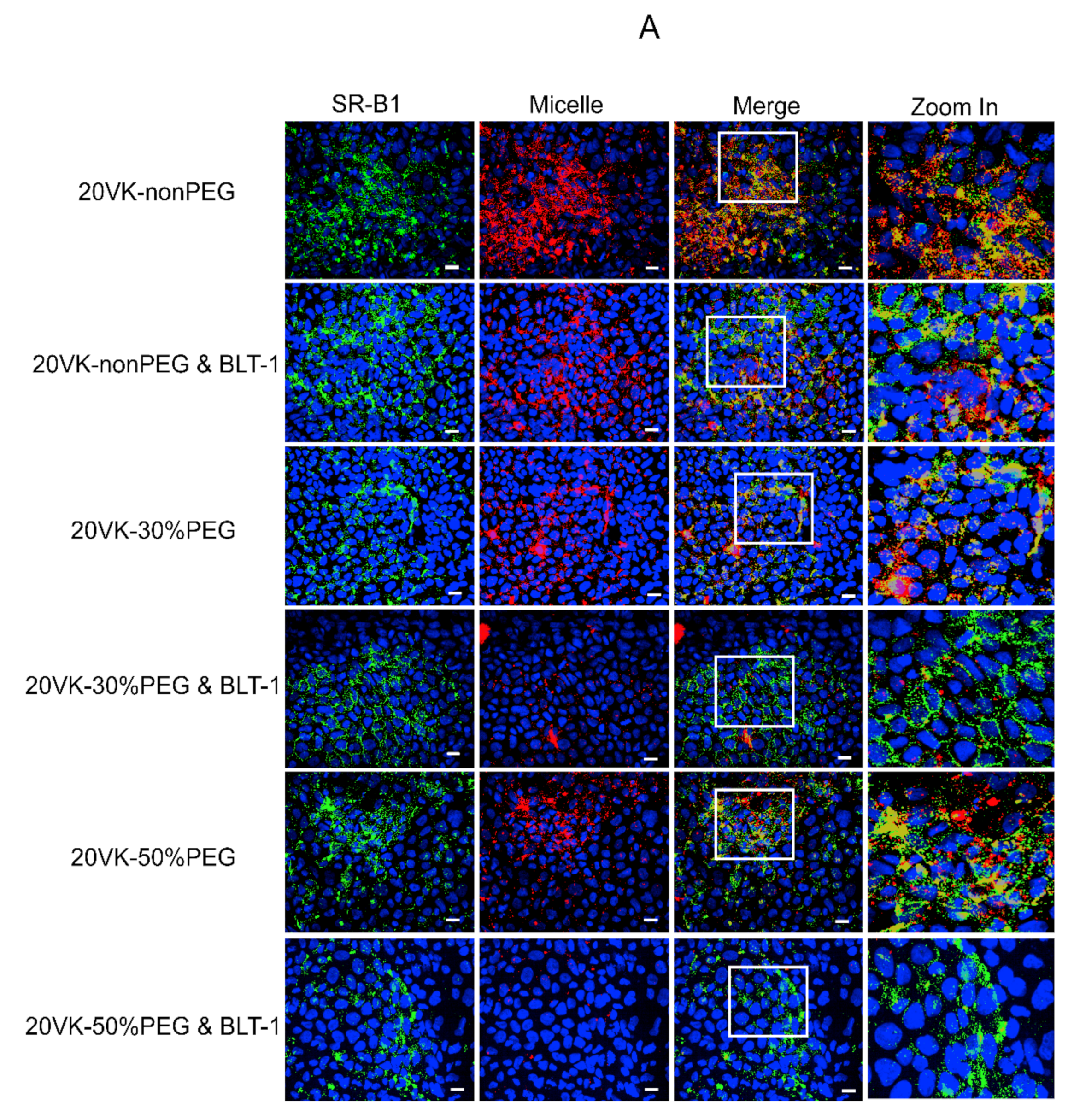 Pharmaceutics 13 02022 g002a