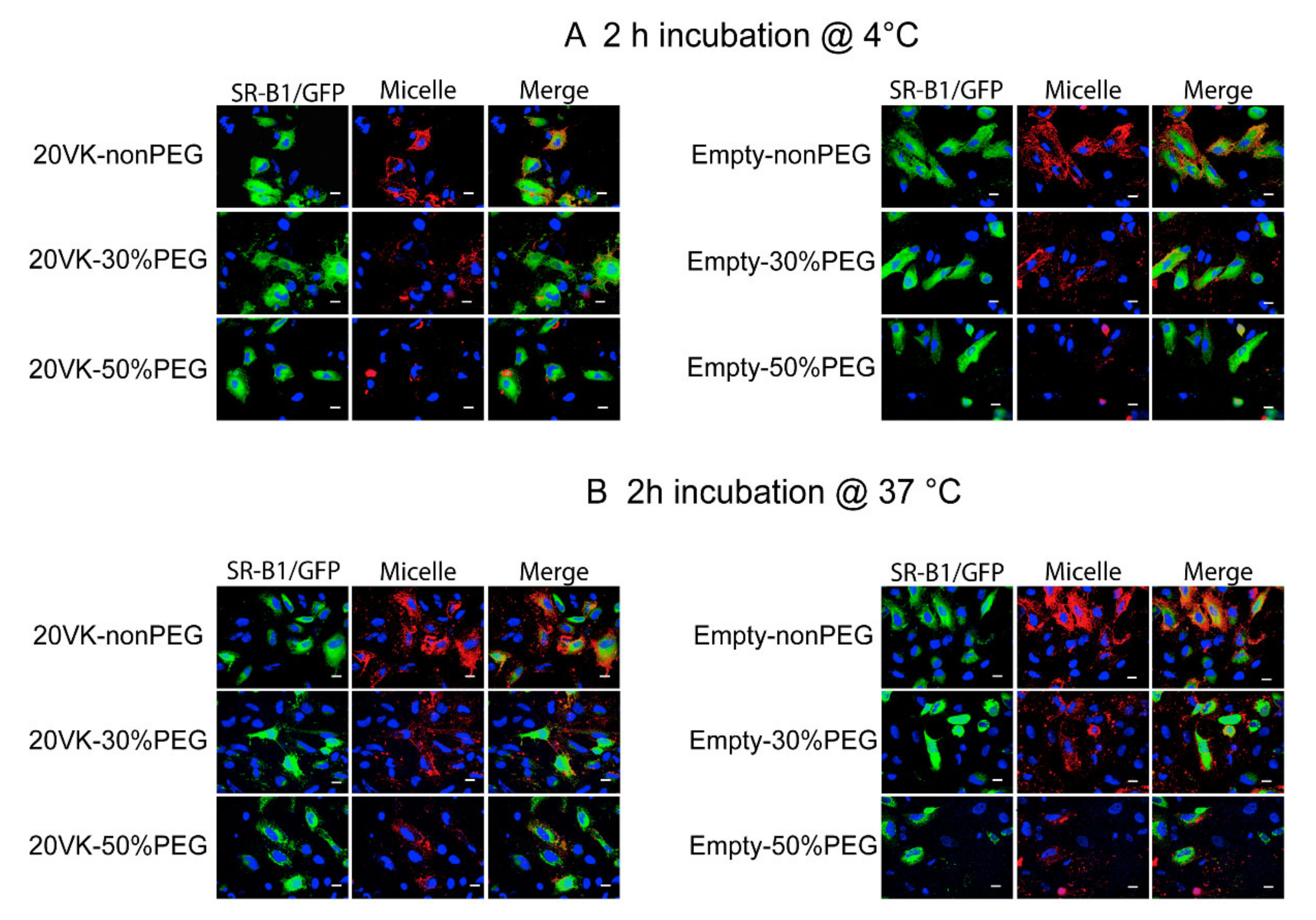 Pharmaceutics 13 02022 g003