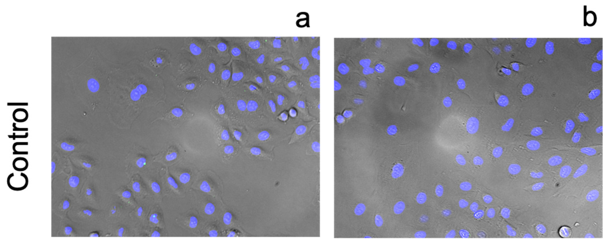 Pharmaceutics 13 02032 g010