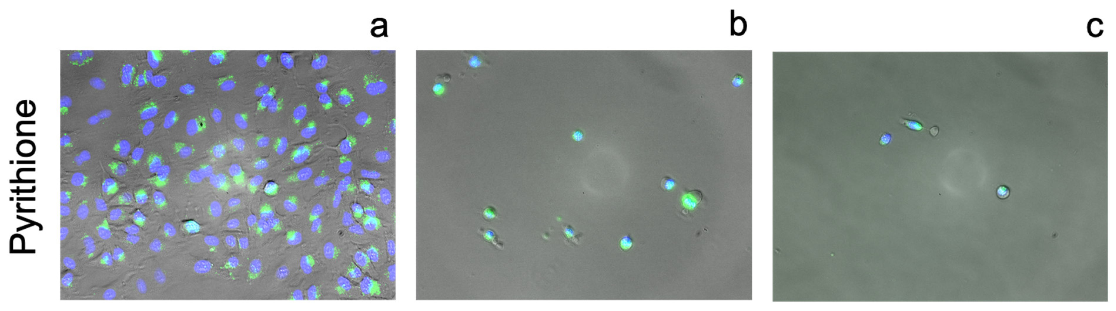 Pharmaceutics 13 02032 g011