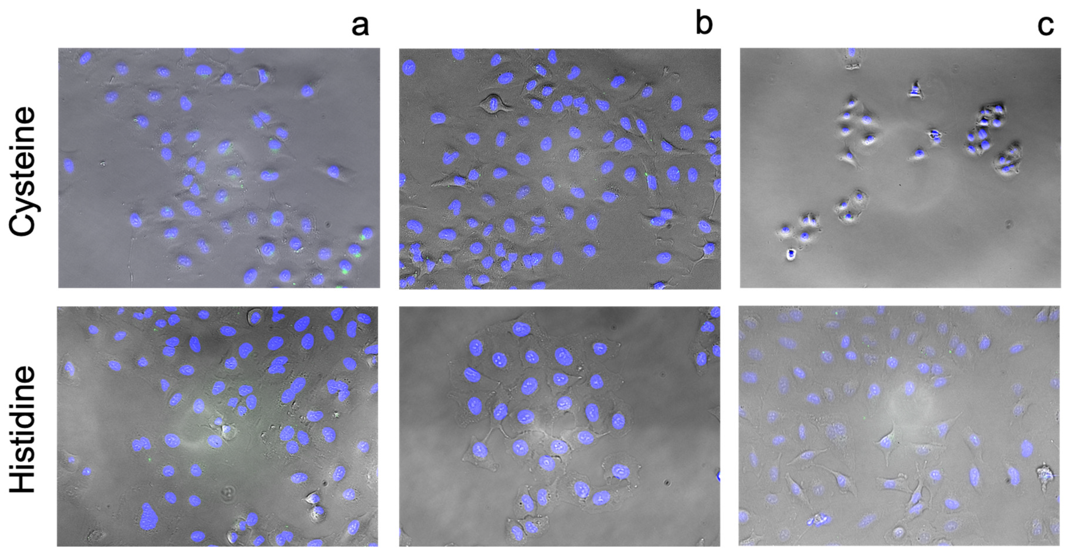 Pharmaceutics 13 02032 g013