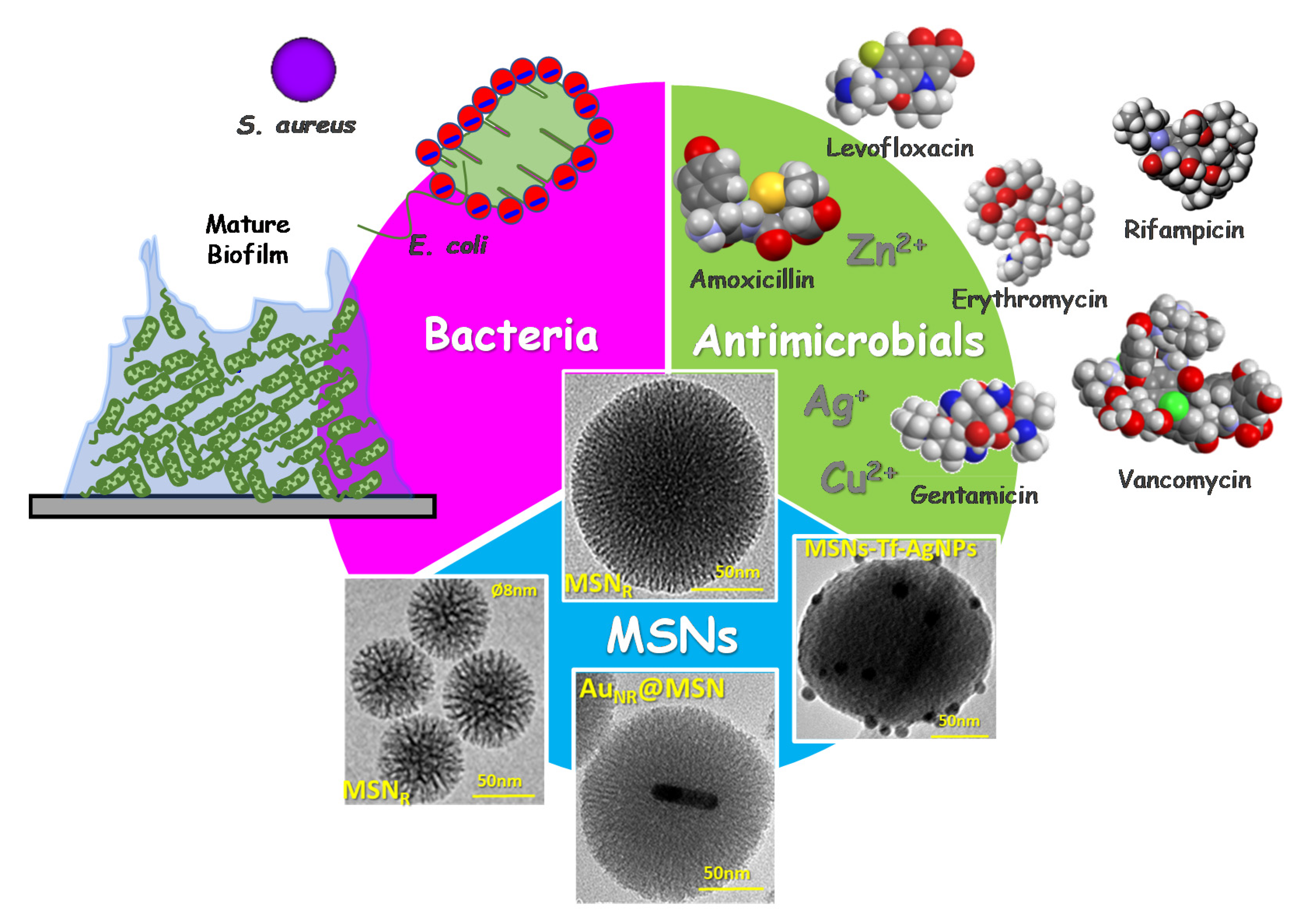 Pharmaceutics 13 02033 g001