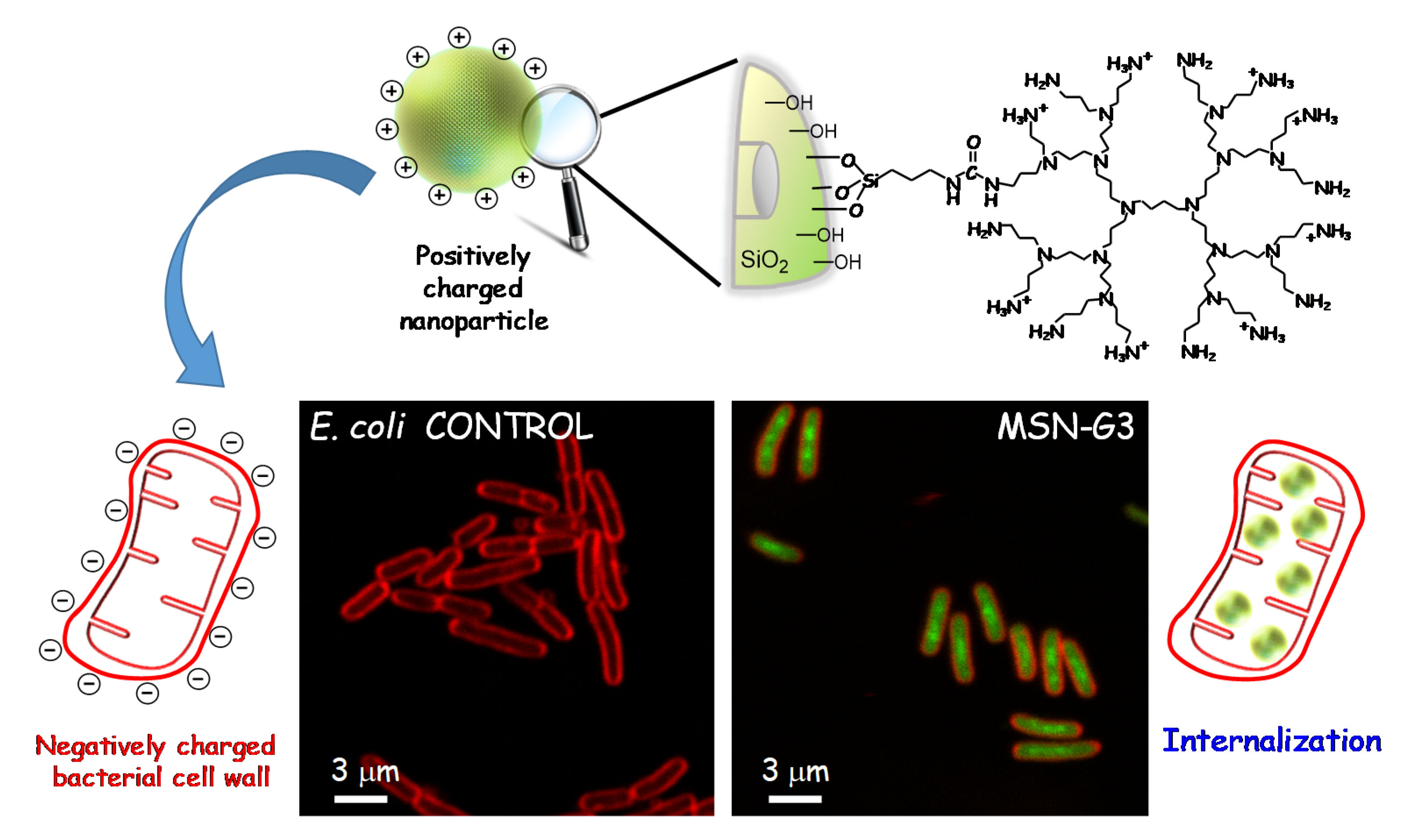 Pharmaceutics 13 02033 g007