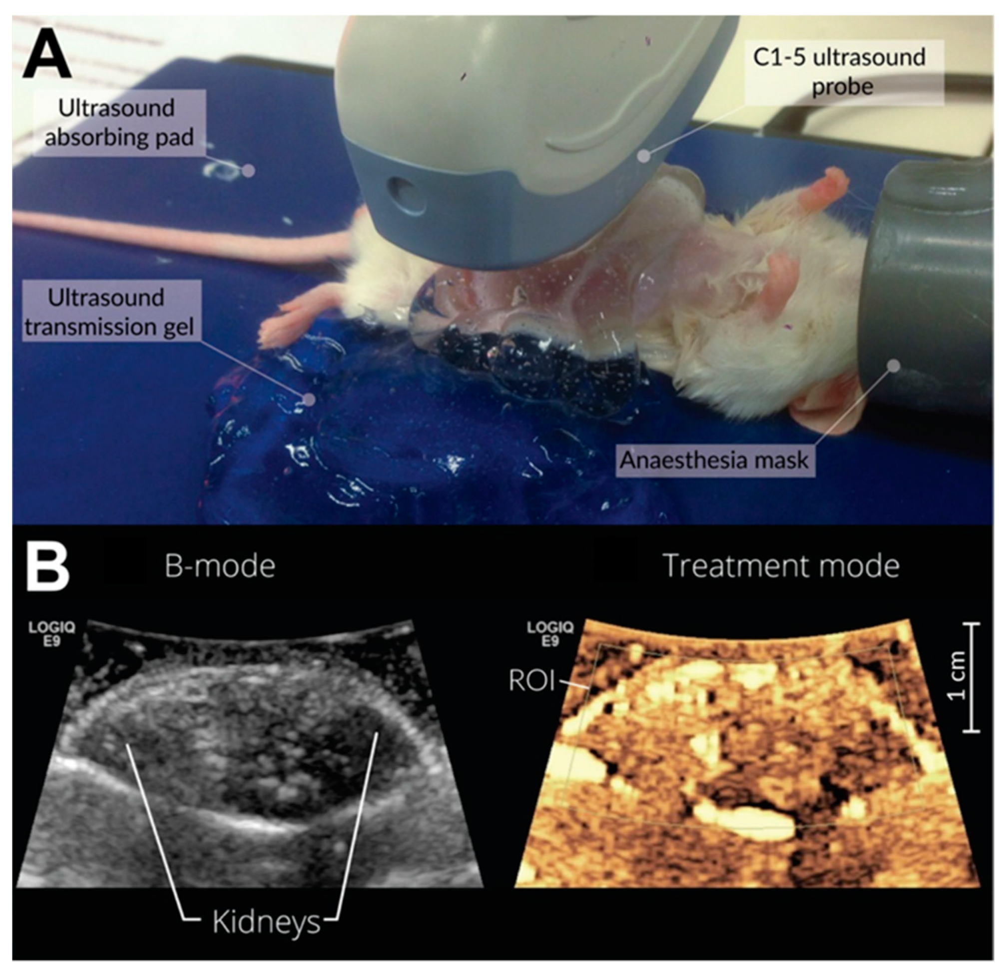Pharmaceutics 13 02038 g003