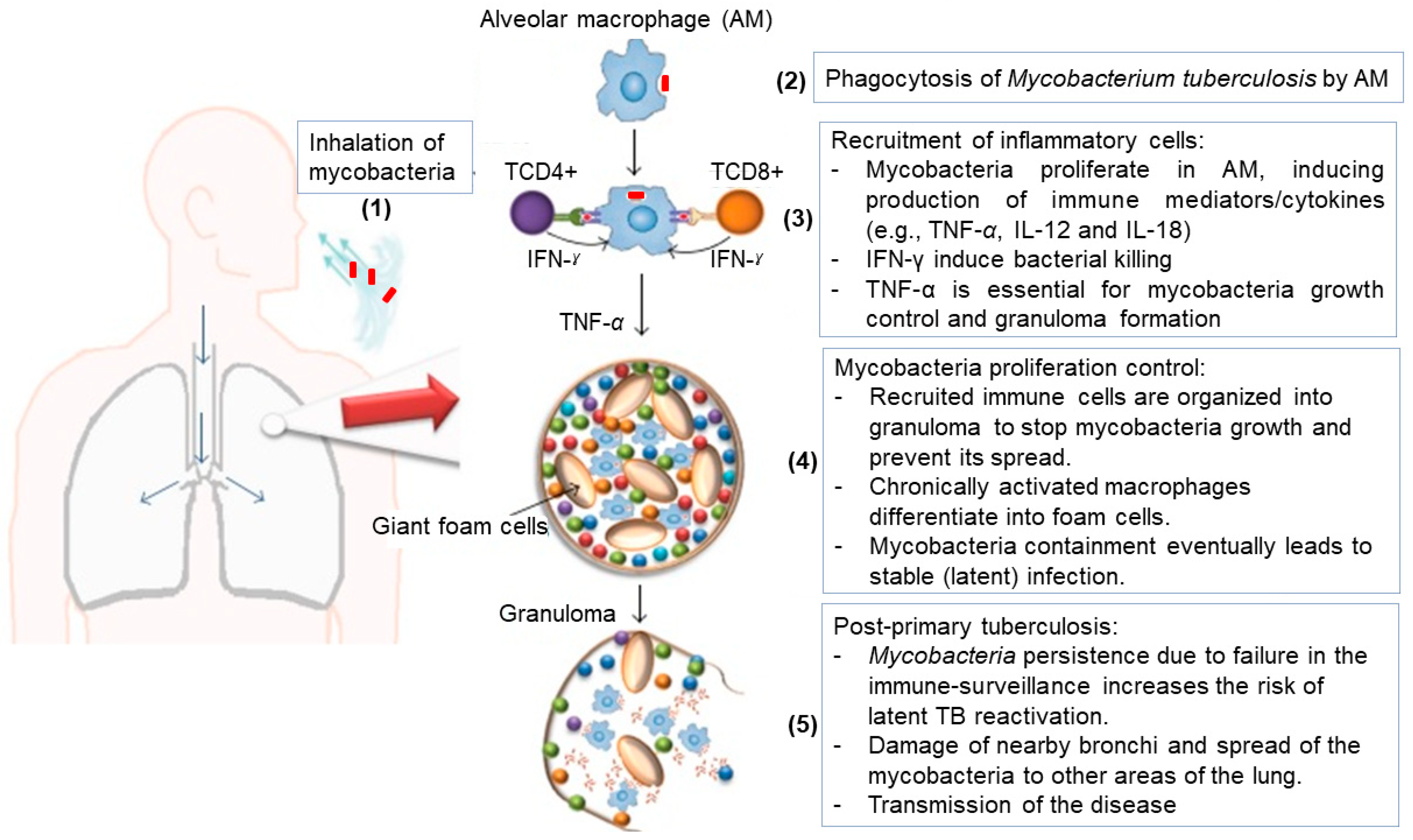 Pharmaceutics 13 02041 g001