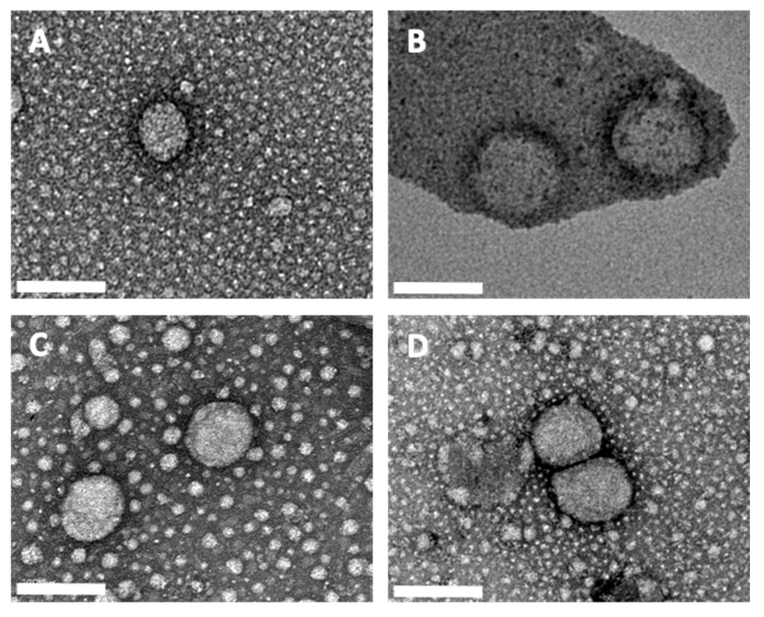 Pharmaceutics 13 02042 g001