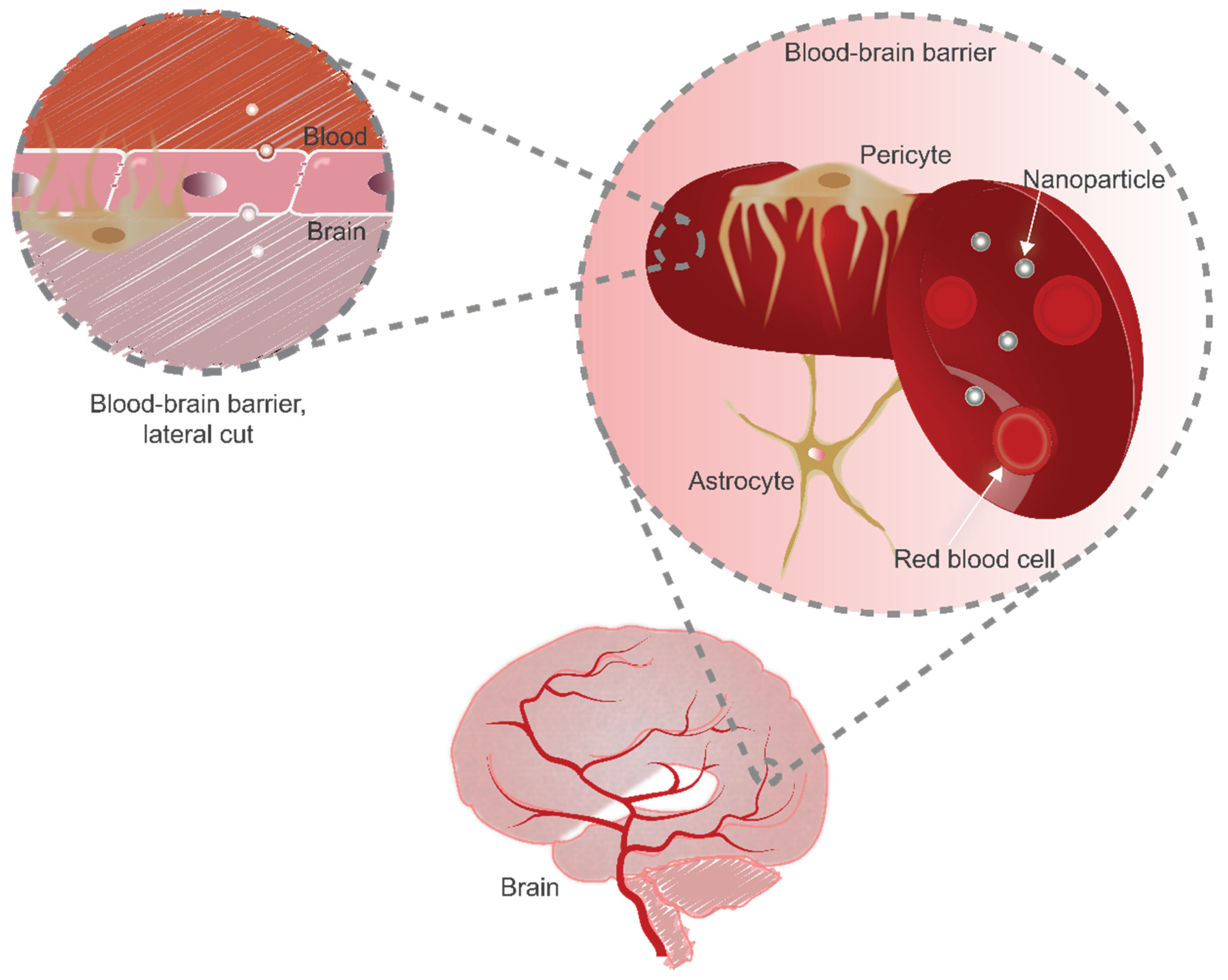 Pharmaceutics 13 02045 g001