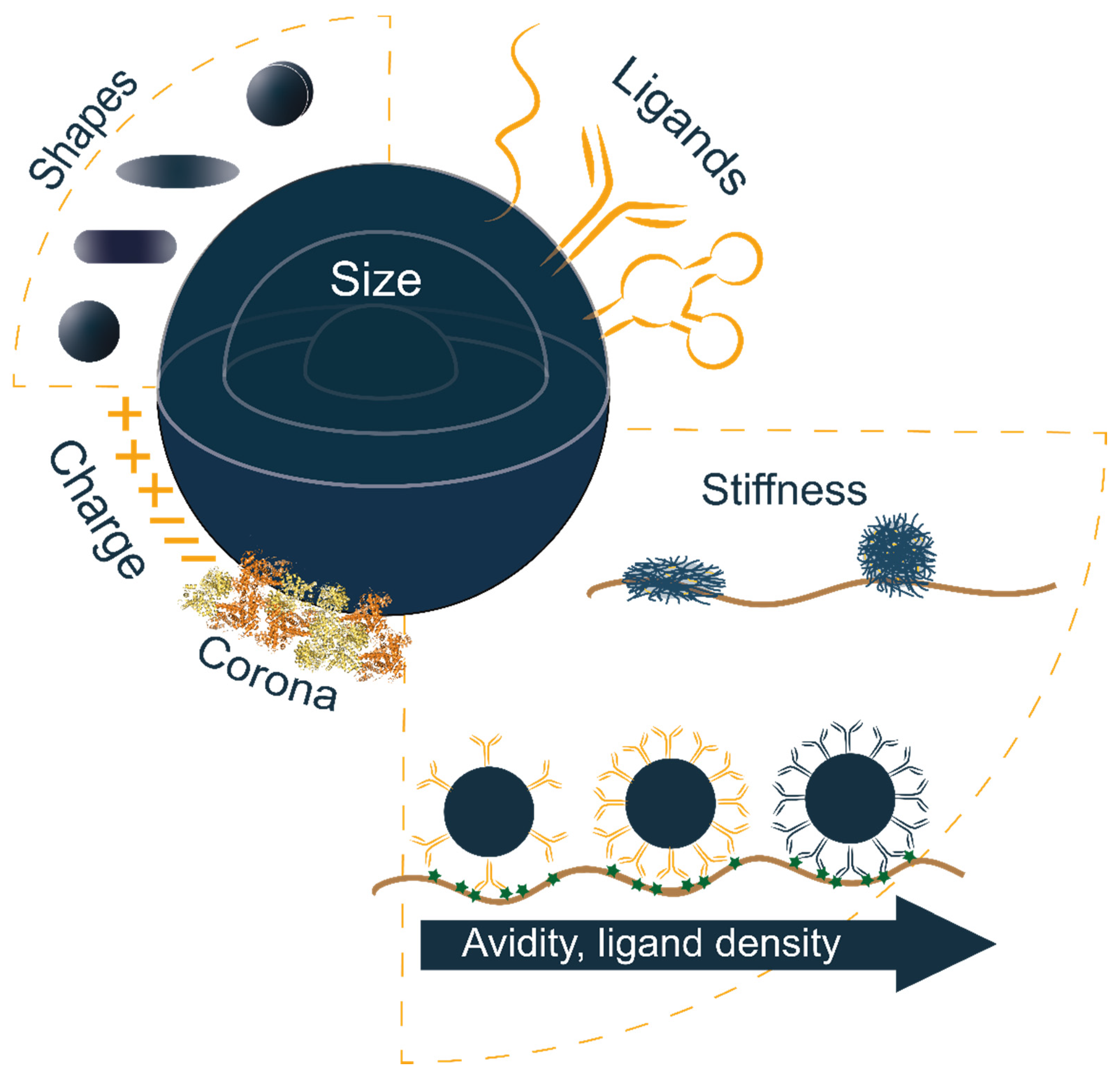 Pharmaceutics 13 02045 g002