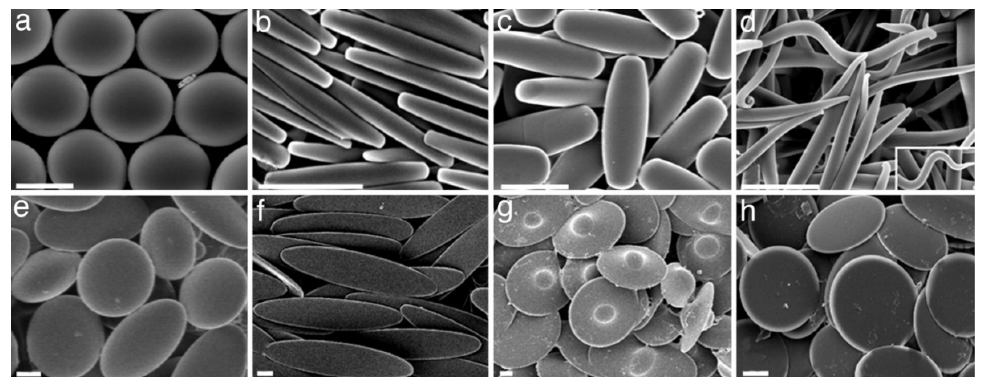 Pharmaceutics 13 02045 g003