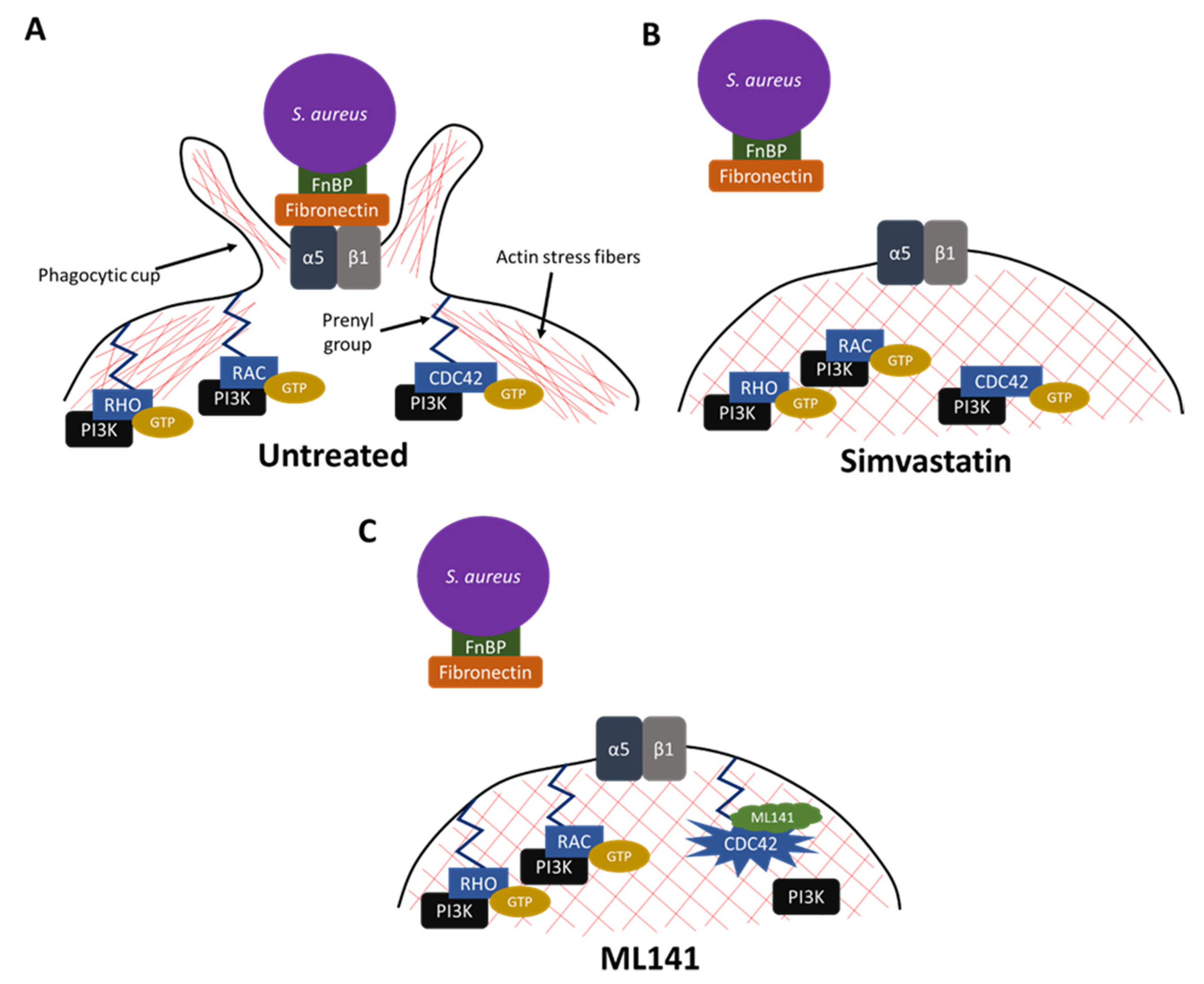 Pharmaceutics 13 02047 g004