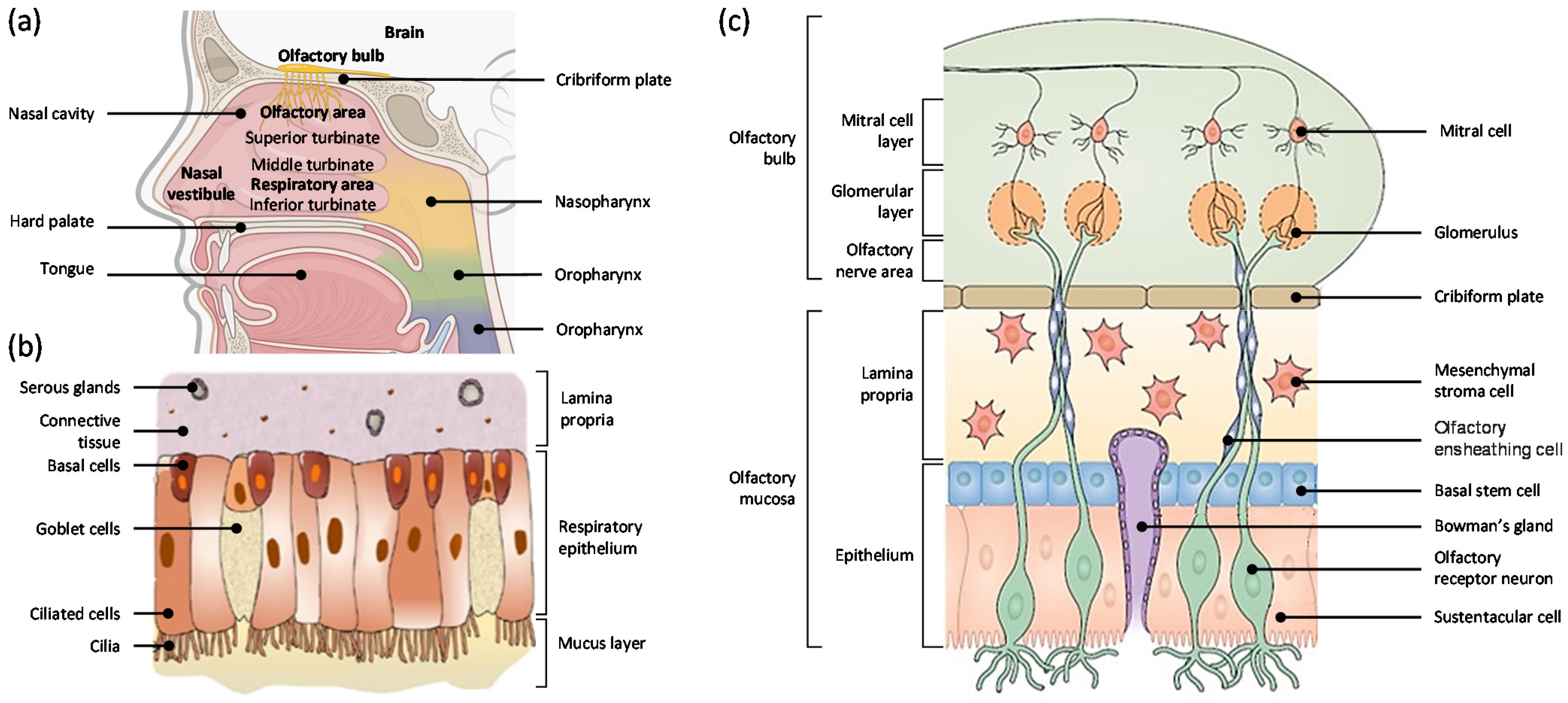 Pharmaceutics 13 02049 g001