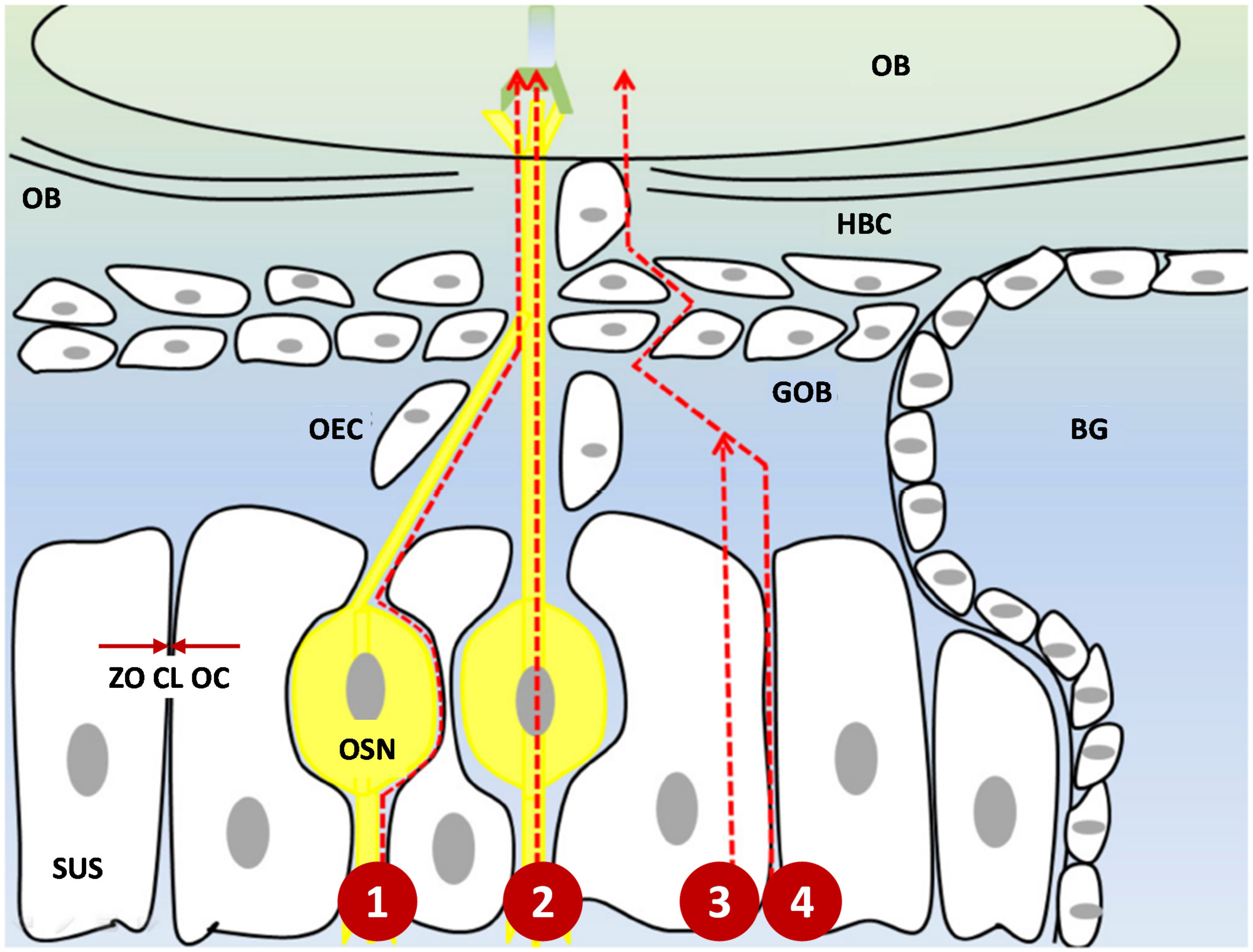 Pharmaceutics 13 02049 g002