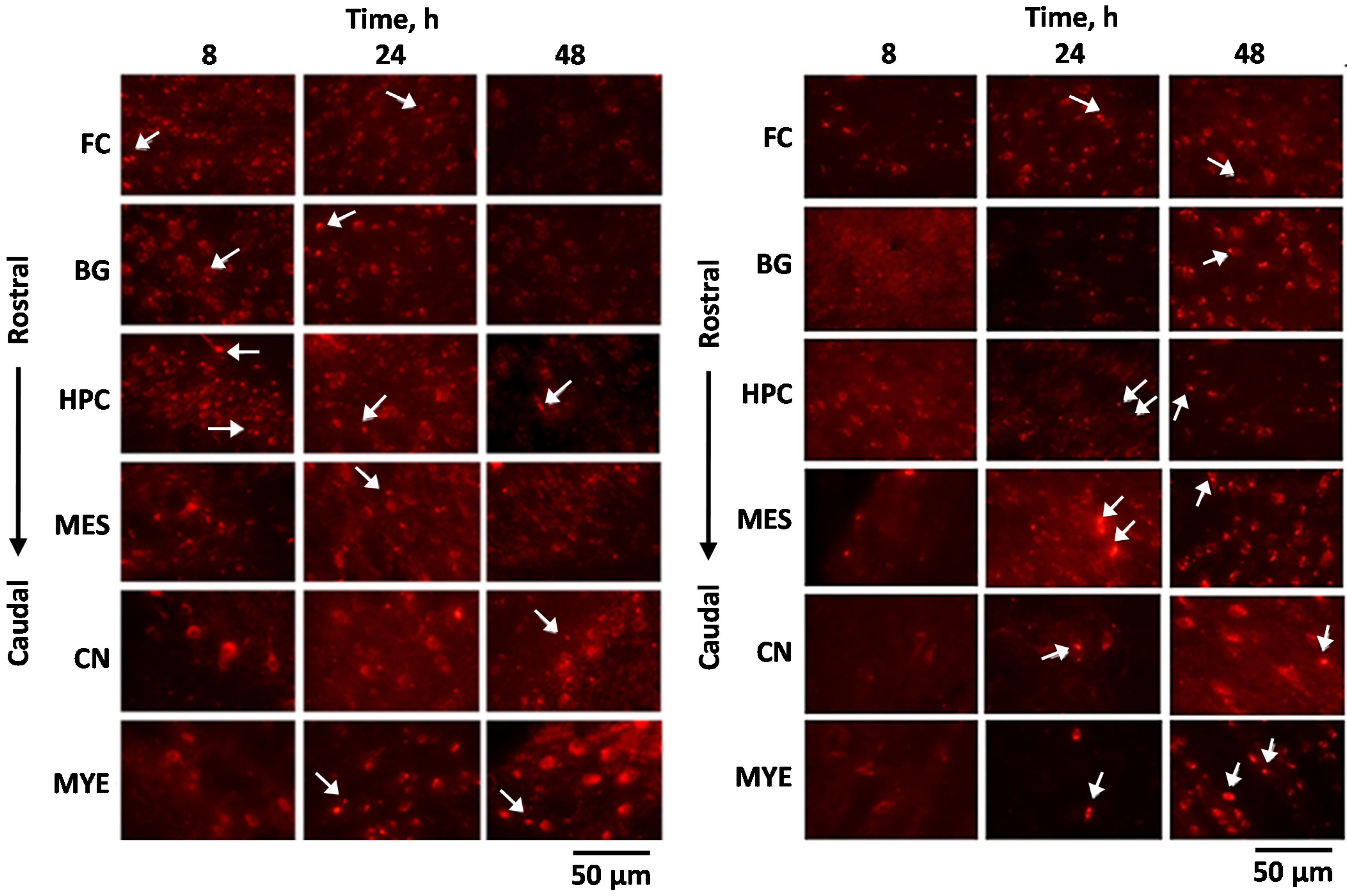 Pharmaceutics 13 02049 g006