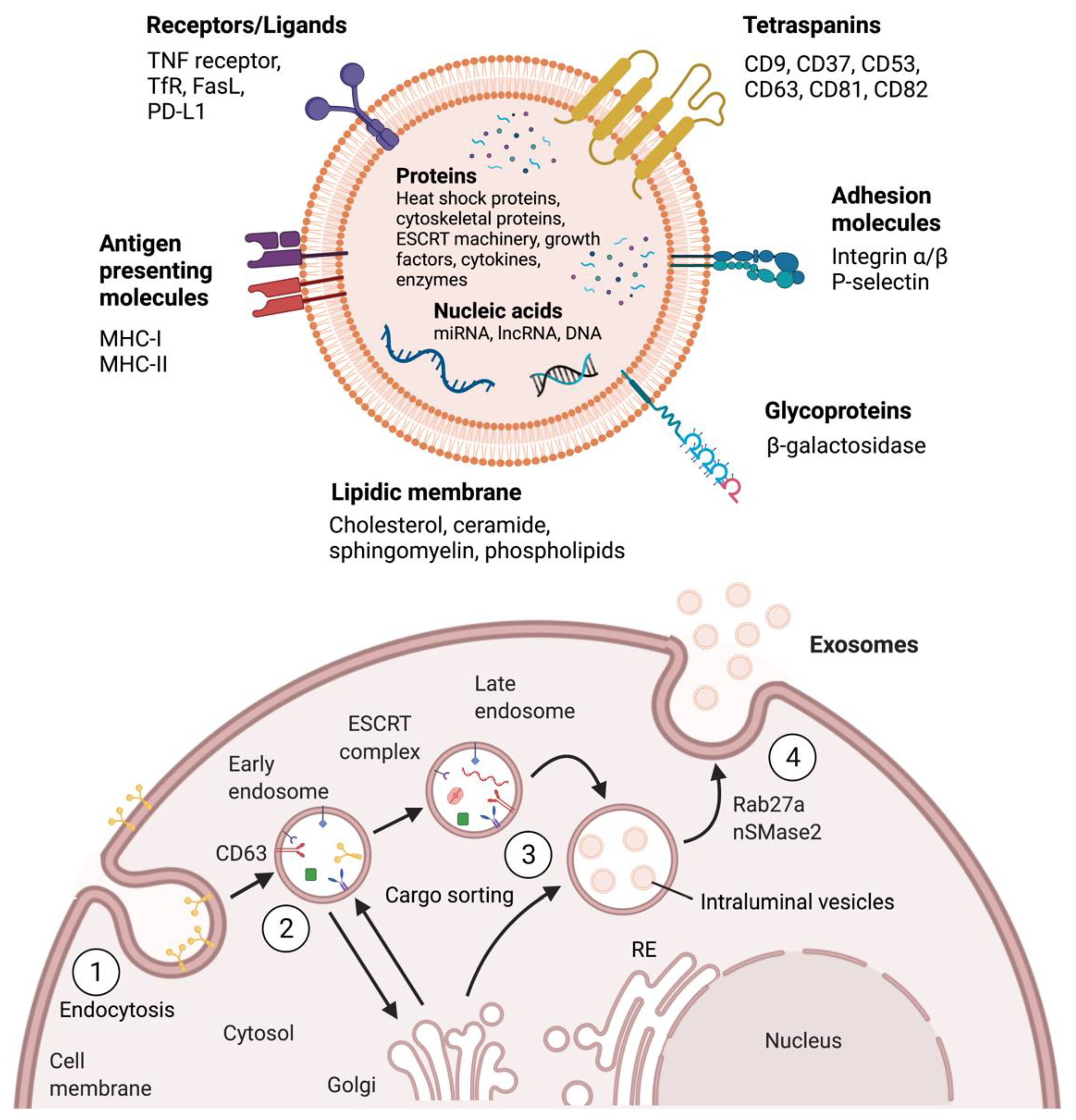 Pharmaceutics 13 02056 g001