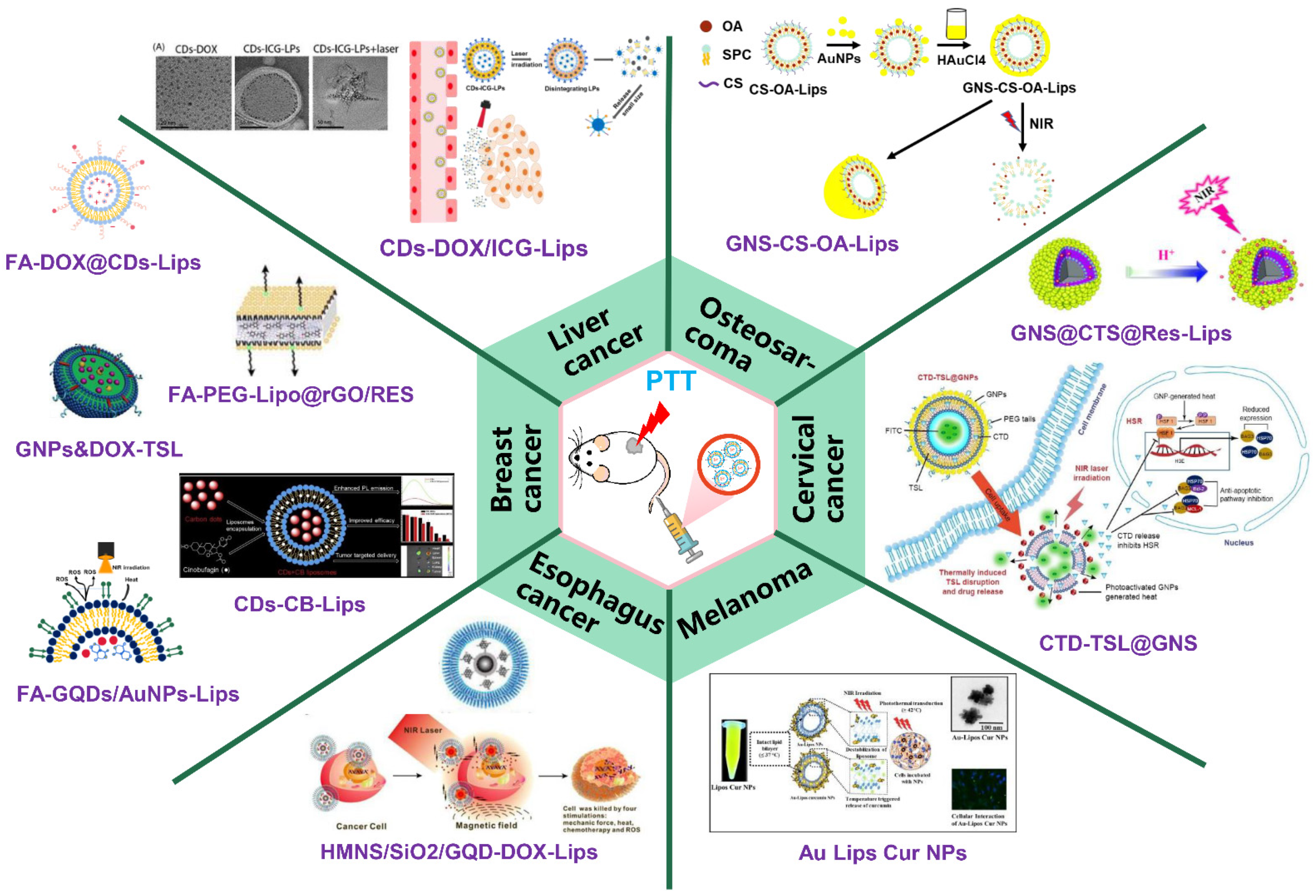 Pharmaceutics 13 02070 g006 Pharmaceutics 13 02070 g006