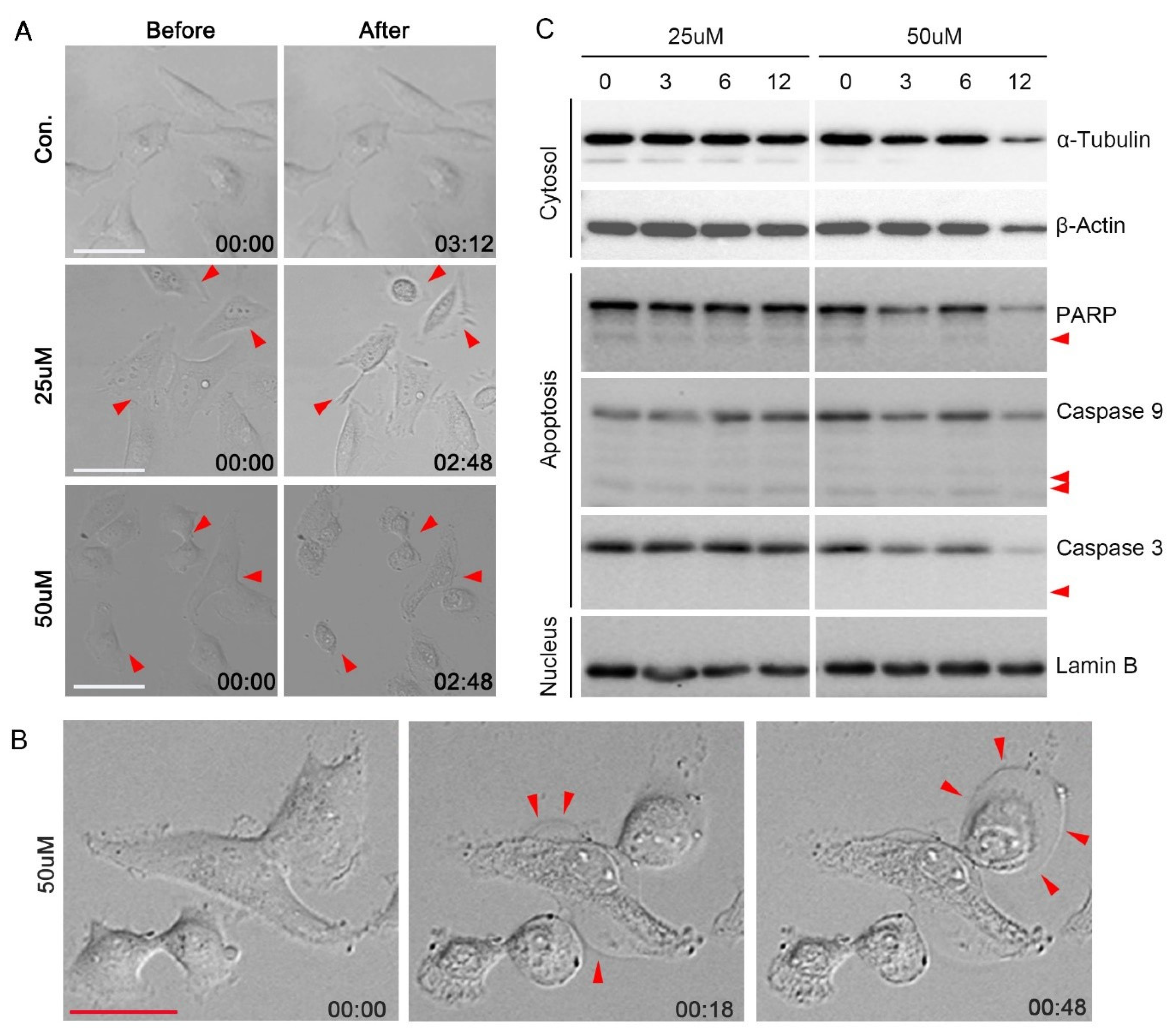 Pharmaceutics 13 02071 g002