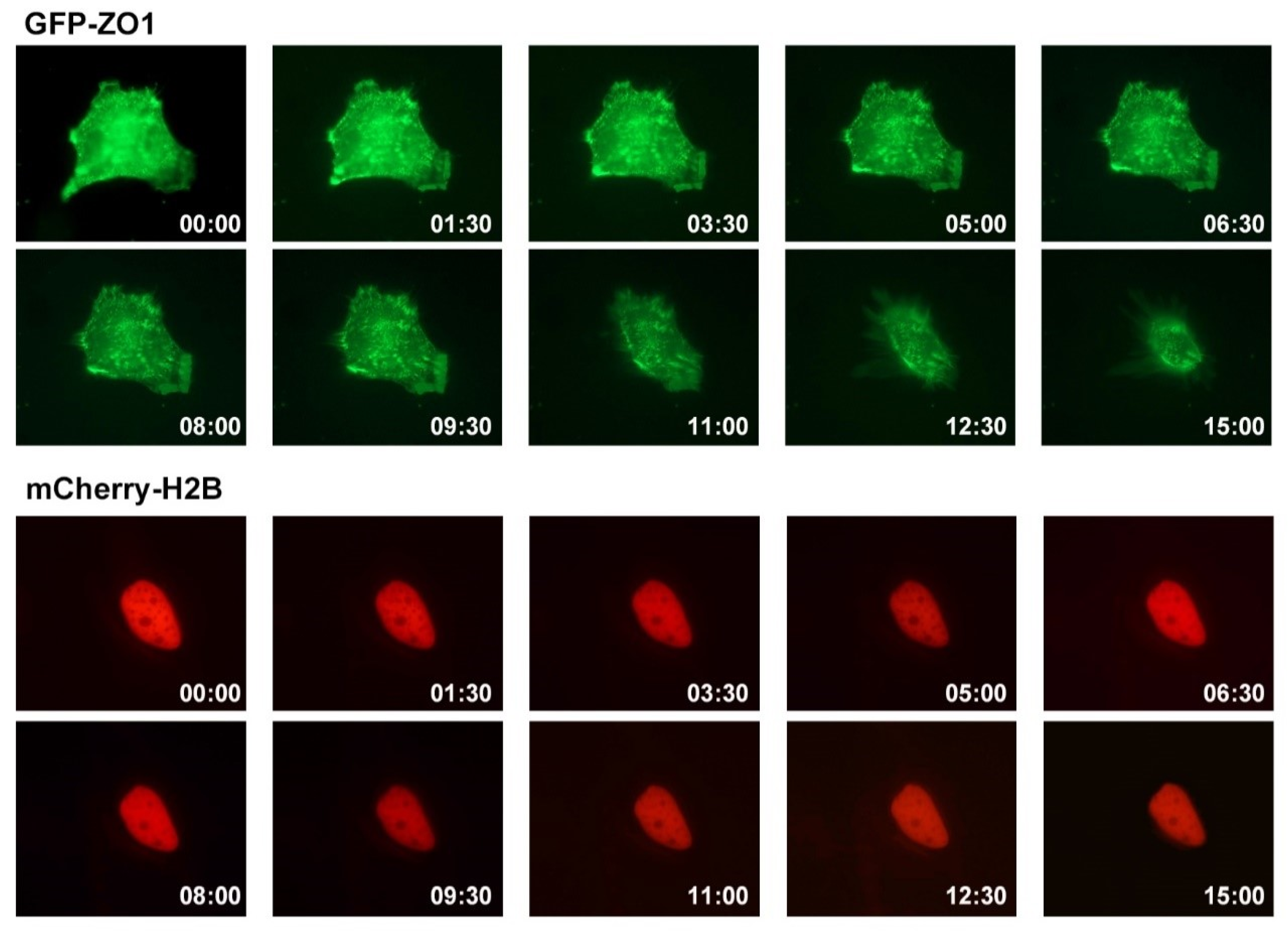 Pharmaceutics 13 02071 g003