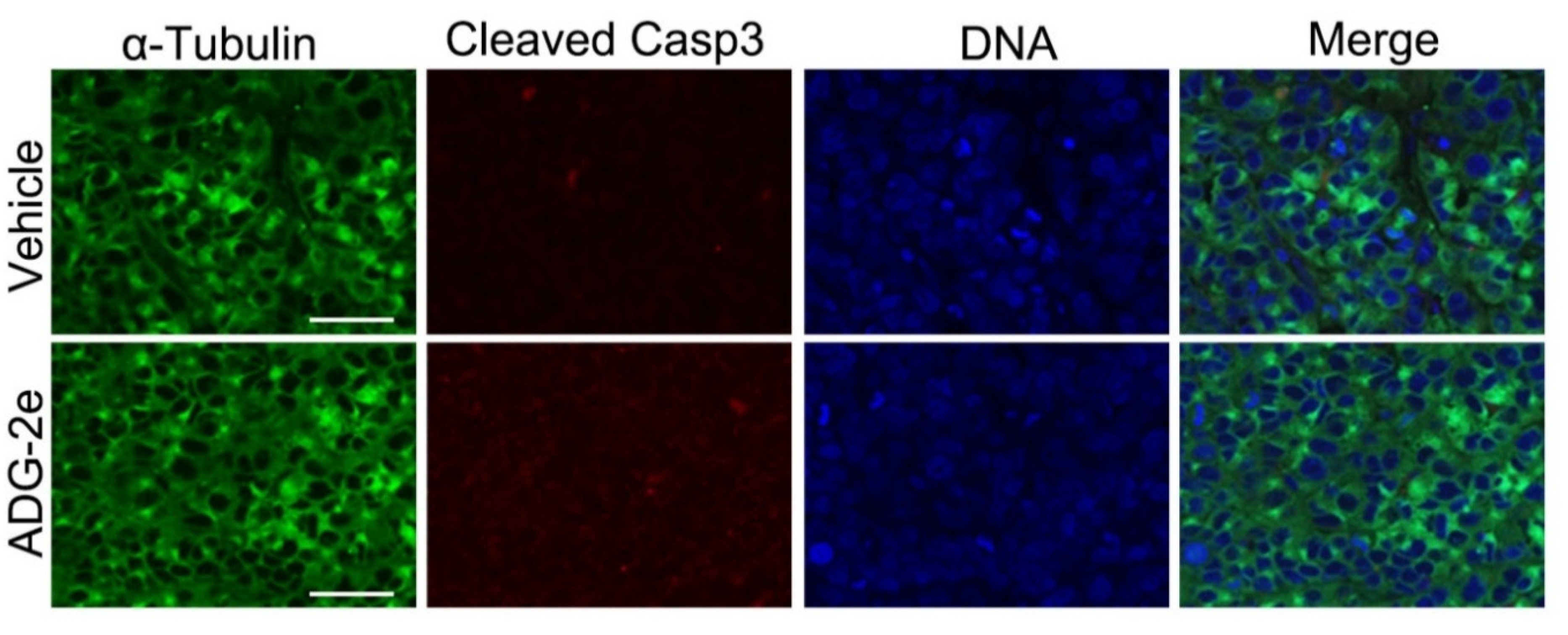 Pharmaceutics 13 02071 g007